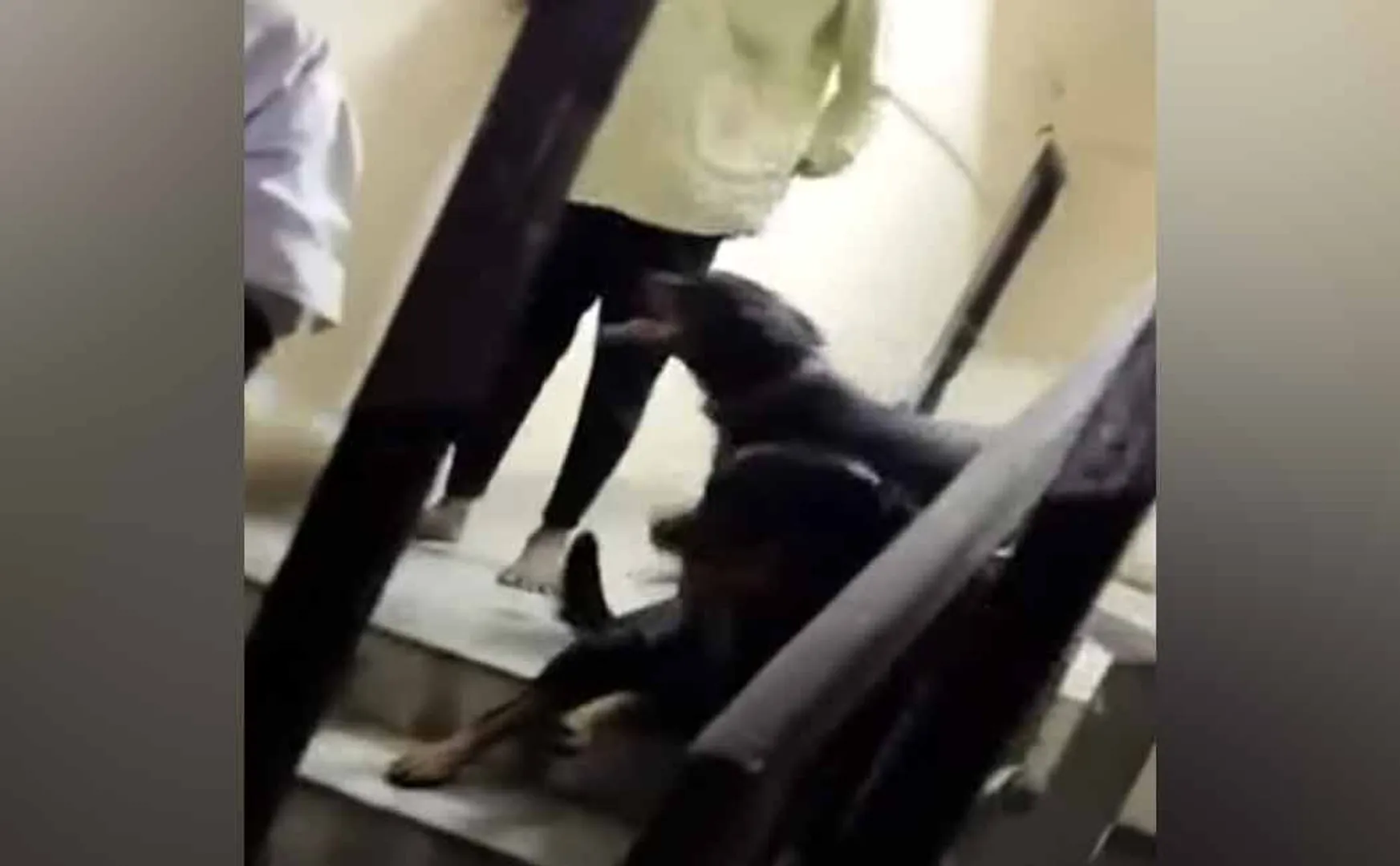 The dogs that bit the girl were transferred