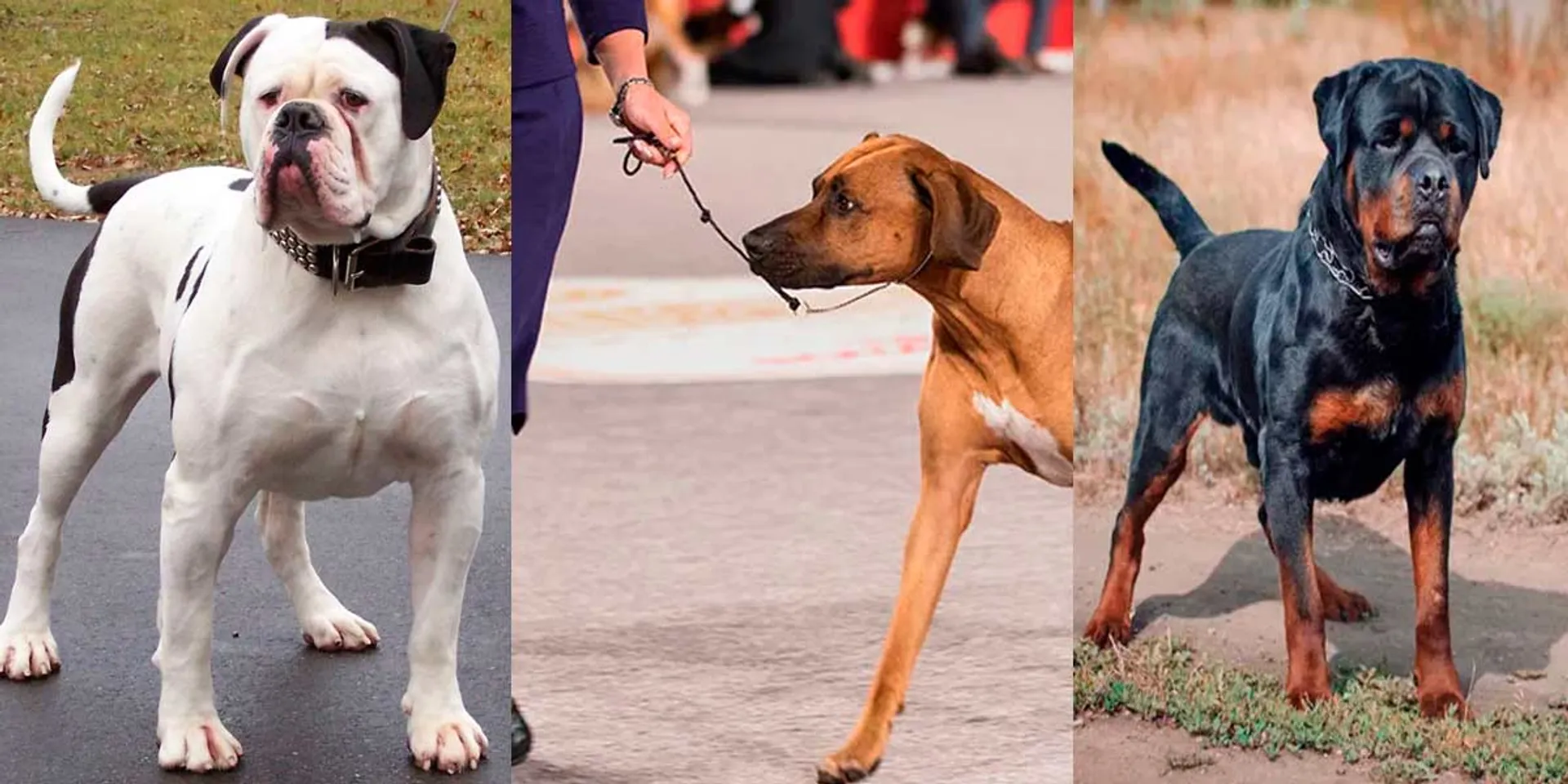  Ban on 23 breeds of dogs; Tamil Nadu Government takes action