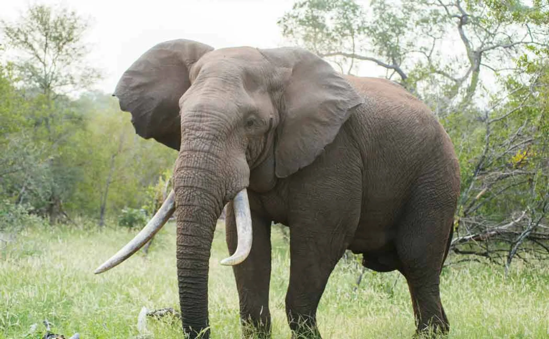  Forest department intensive investigation that   elephant and stole the ivory  