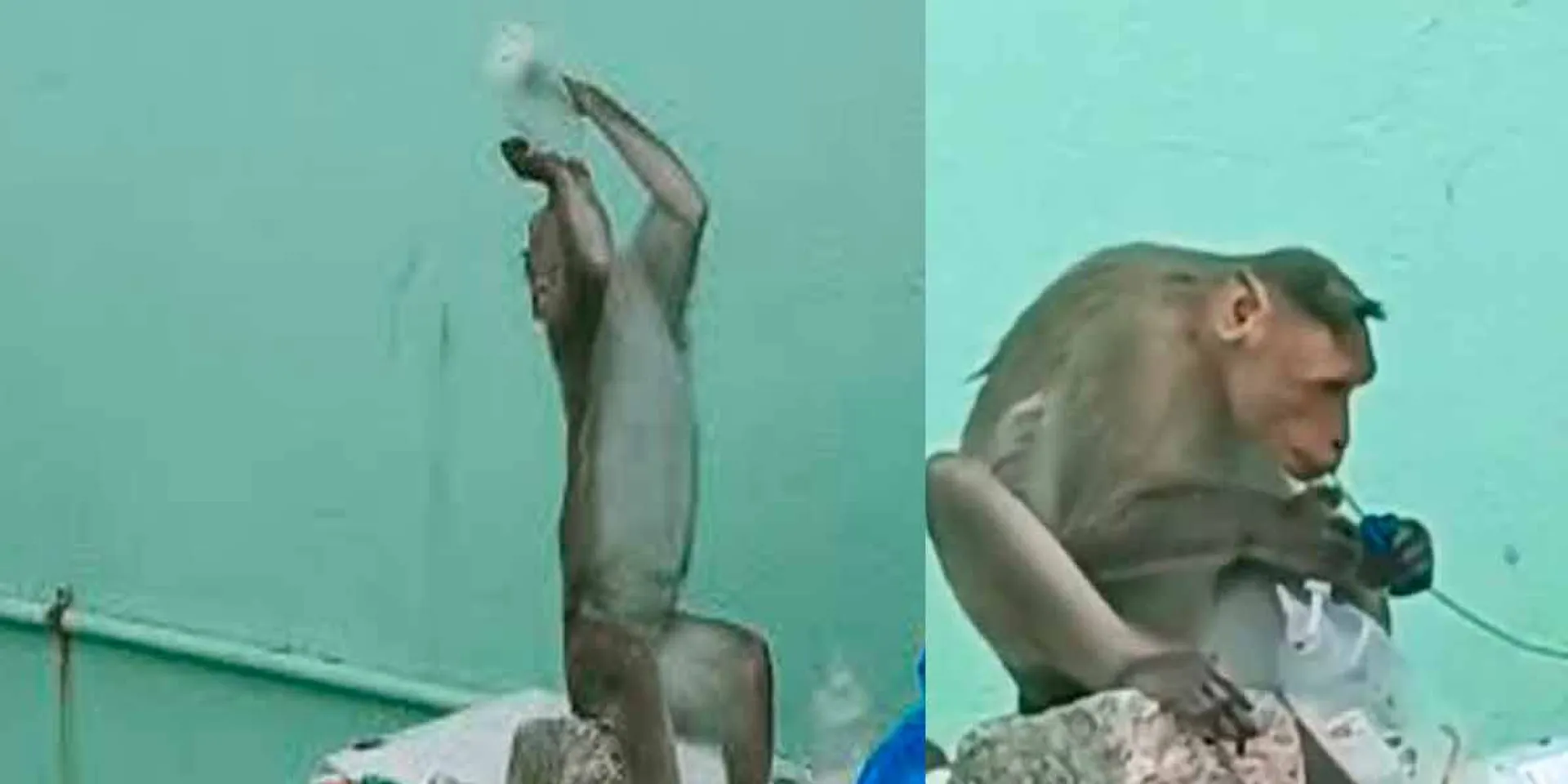 thirst for water; Glucose-drinking monkeys break into hospitals