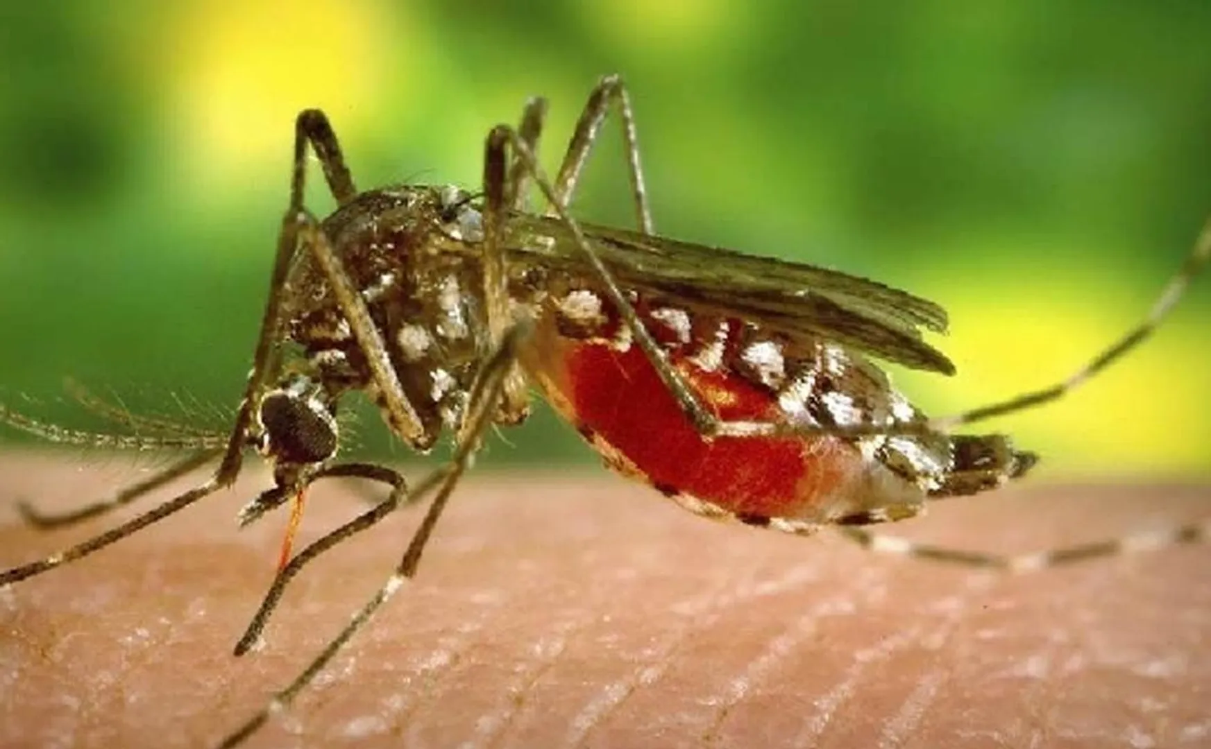 Public health advice on West Nile virus