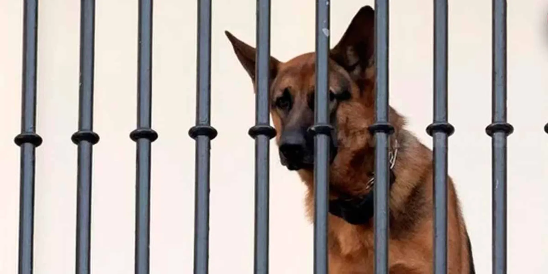 Erode Corporation's decision to monitor domestic dogs