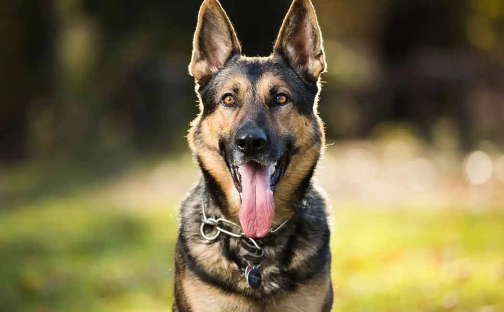 dog bit a girl in Trichy