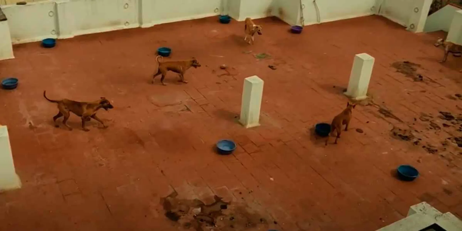 Bad smell from the house; A shock given by the dog exchange company