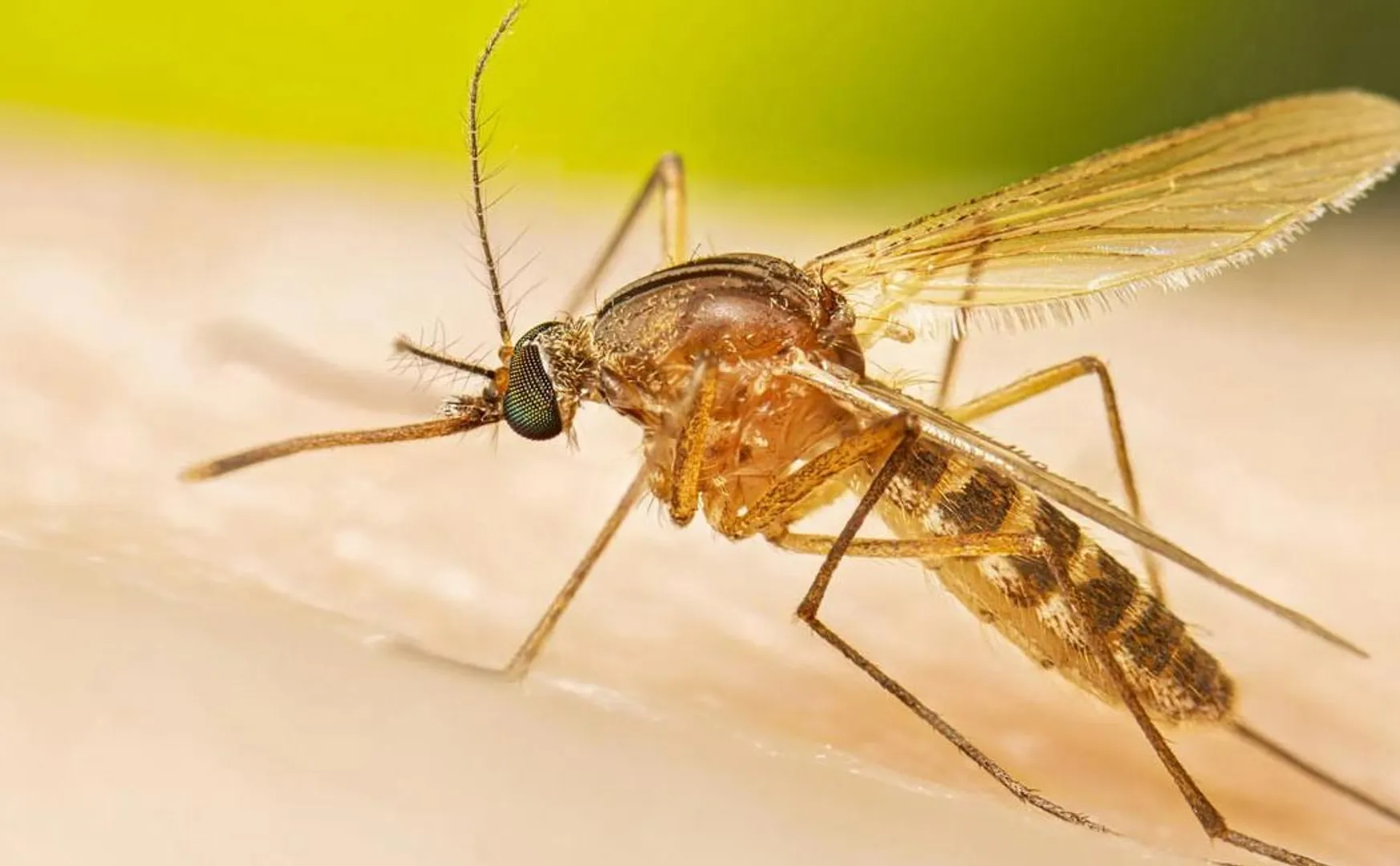 Central government warning on Epidemic yellow fever