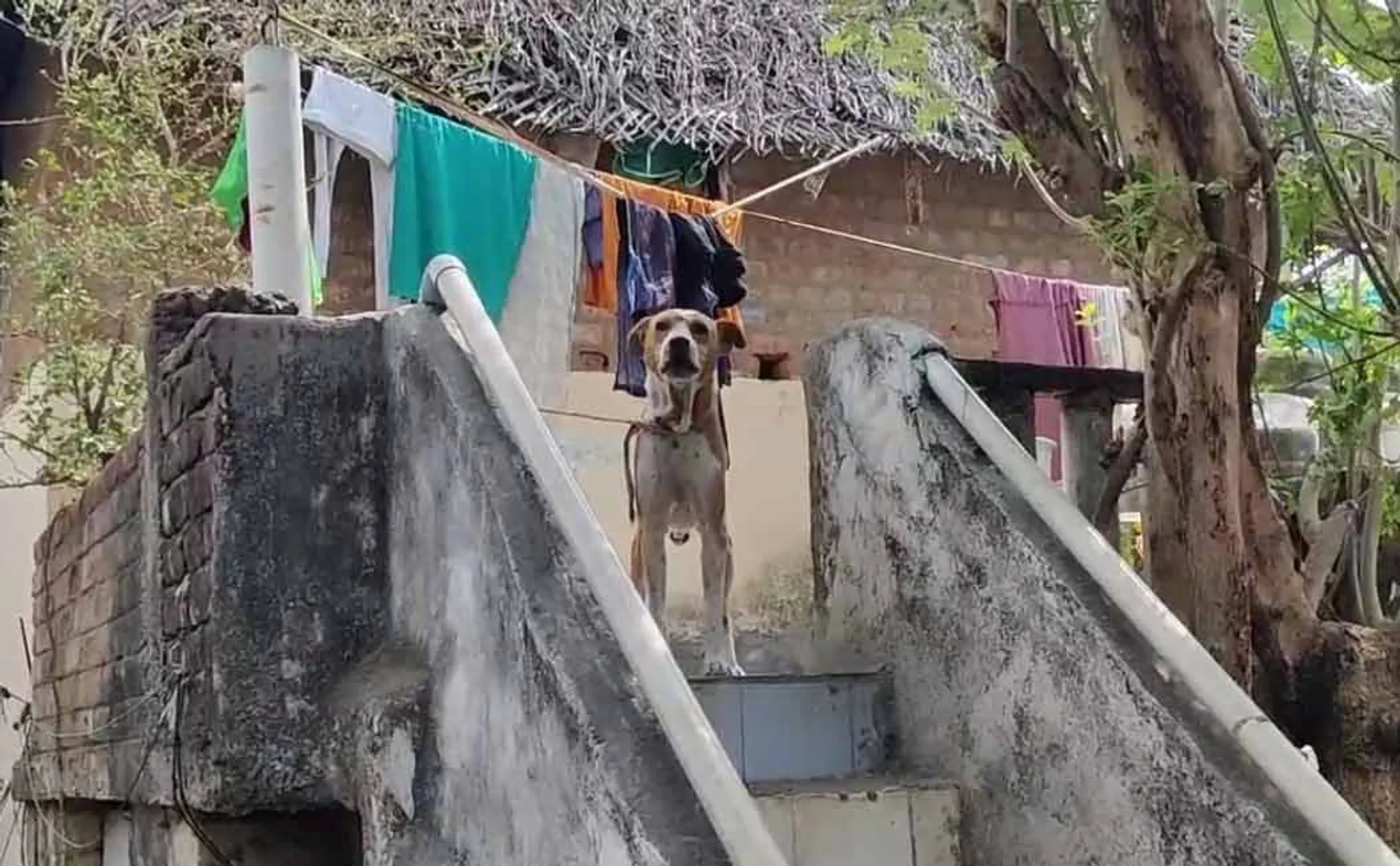 Wife complaint against owner of dog that bit her husband's leg near Maduravoyal