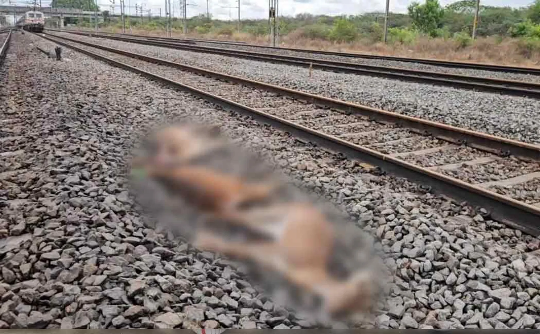  3 deers got trapped in the train and passed away tragically