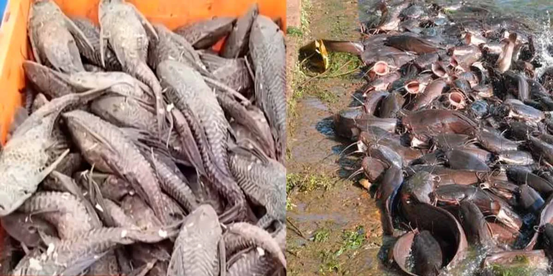Tons of trapped , tank cleaner fish,African catfish ; Officials who buried and destroyed