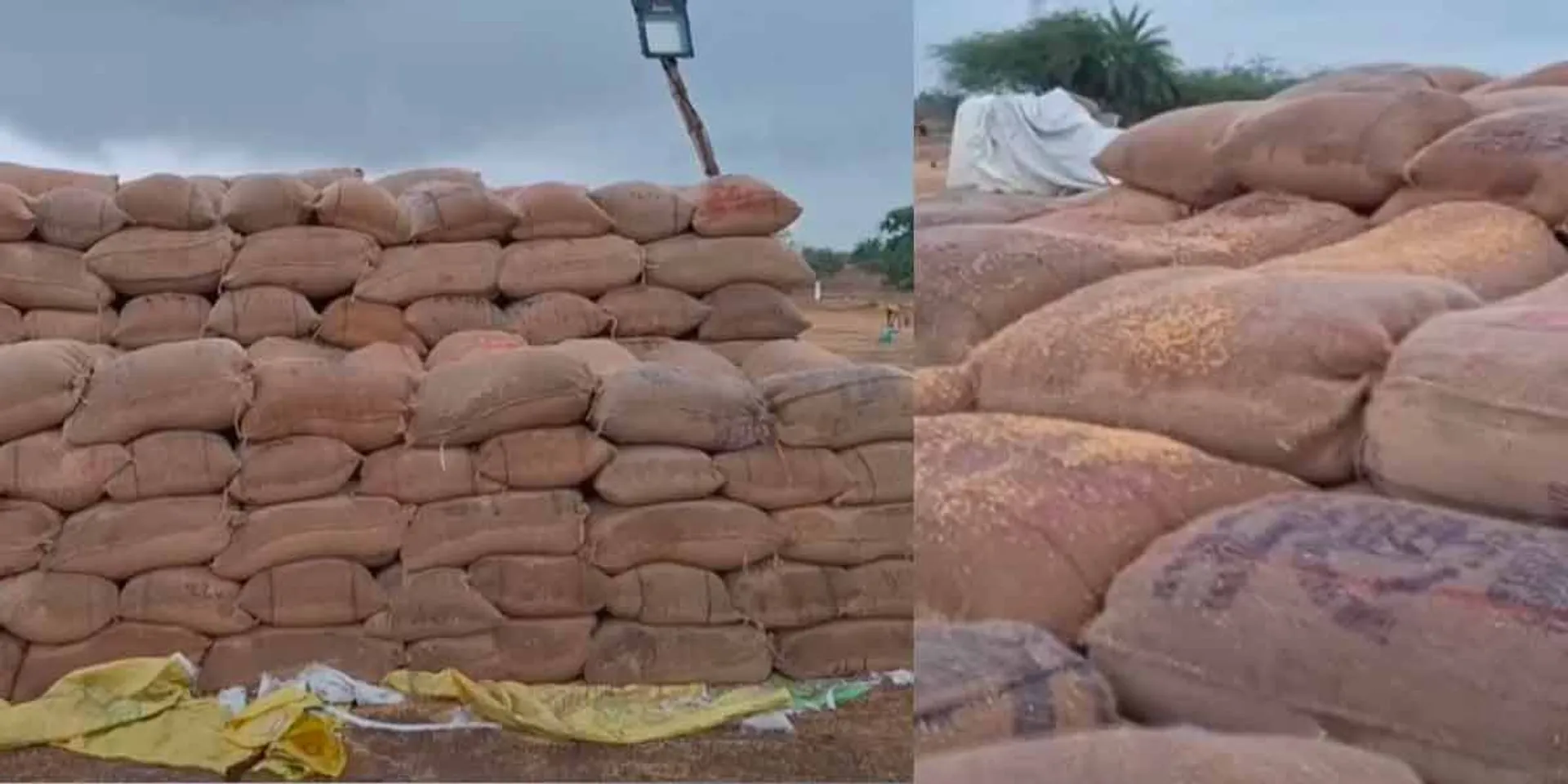 5,000 bags of paddy damaged by rain; Farmers are suffering