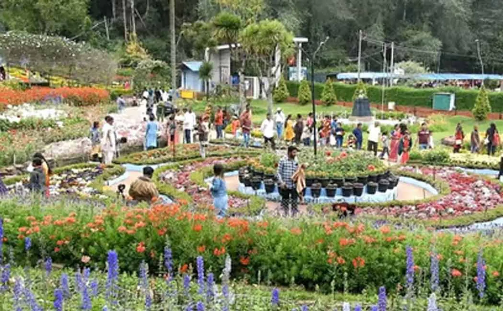 Kodaikanal flower fair starts today 