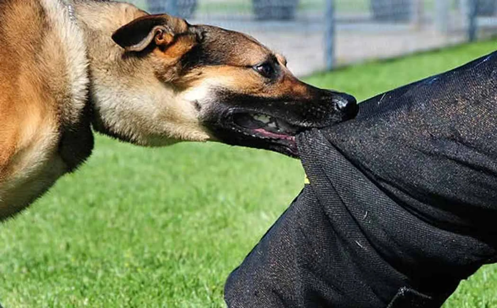 dog that bit 3 people in one day in Trichy