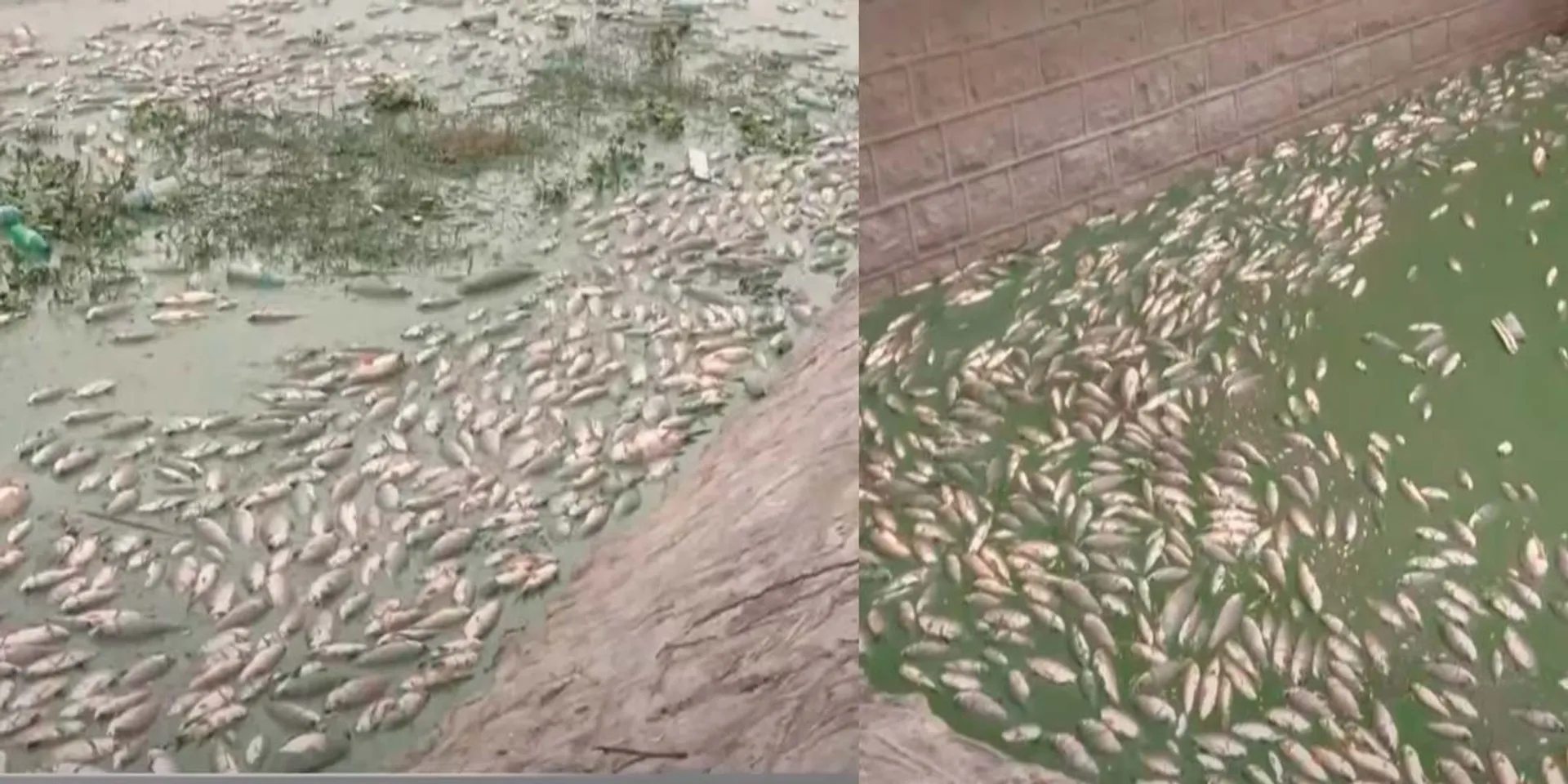 dead floating dam fish; Villagers in fear