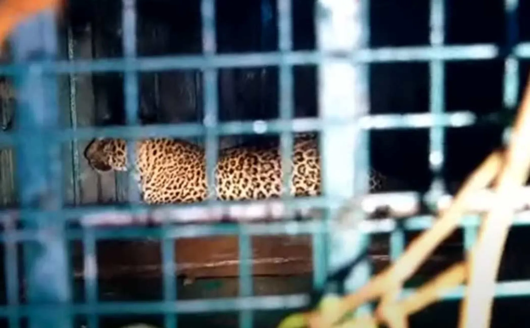 Third leopard caught in Tirunelveli