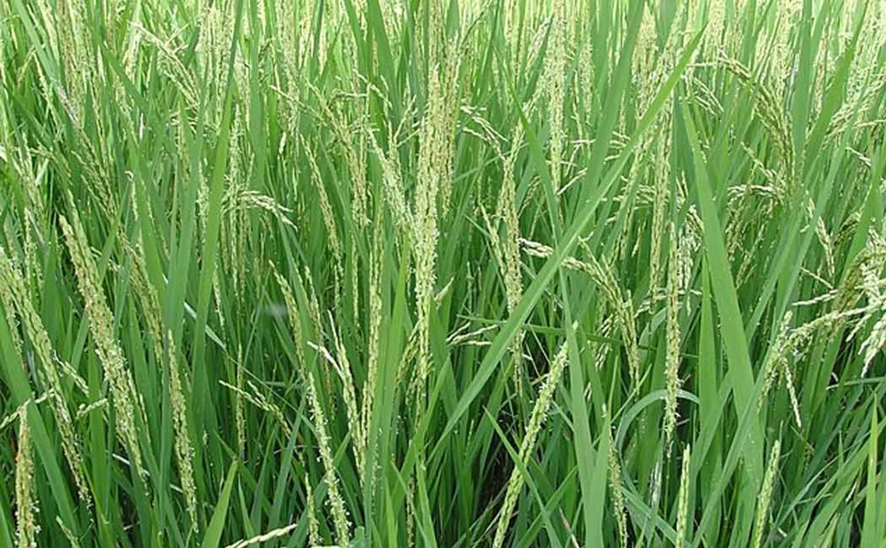 Farmers are suffering because the paddy crop has sprouted in the field due to contin uous rain