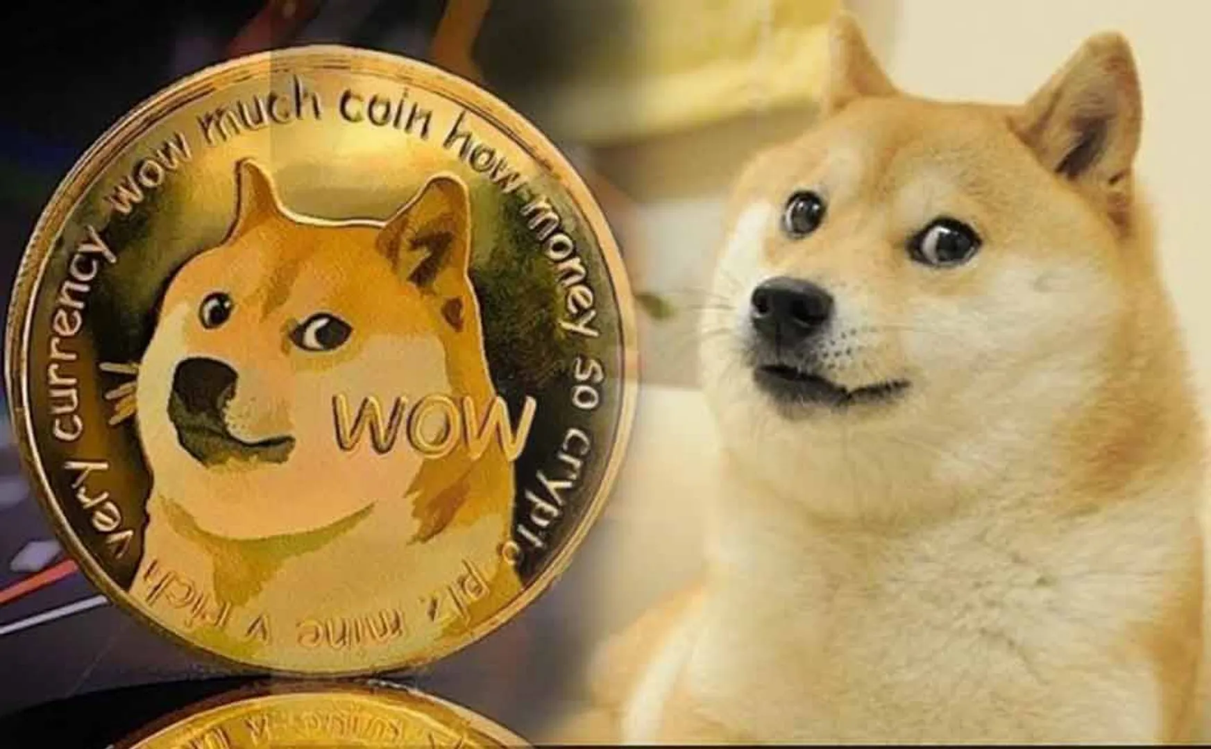 kabosu dog passed away
