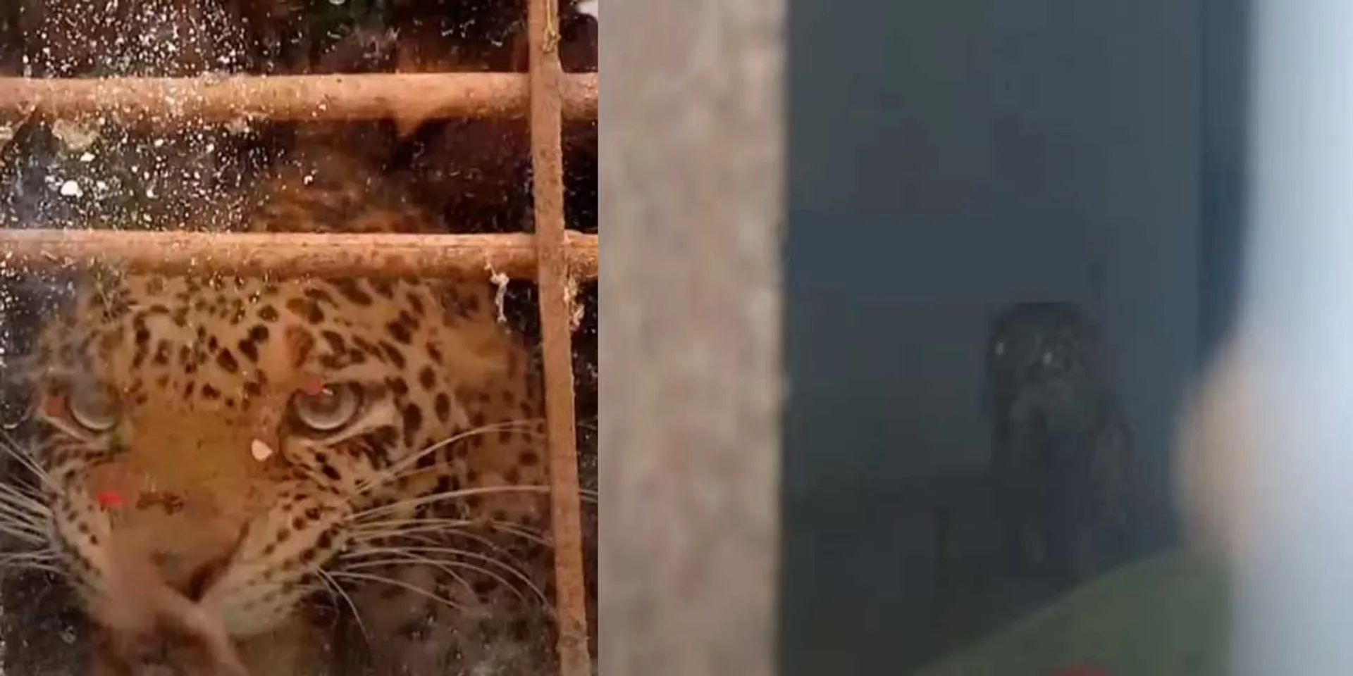 A leopard that entered the house; Bustle in Cuddalore