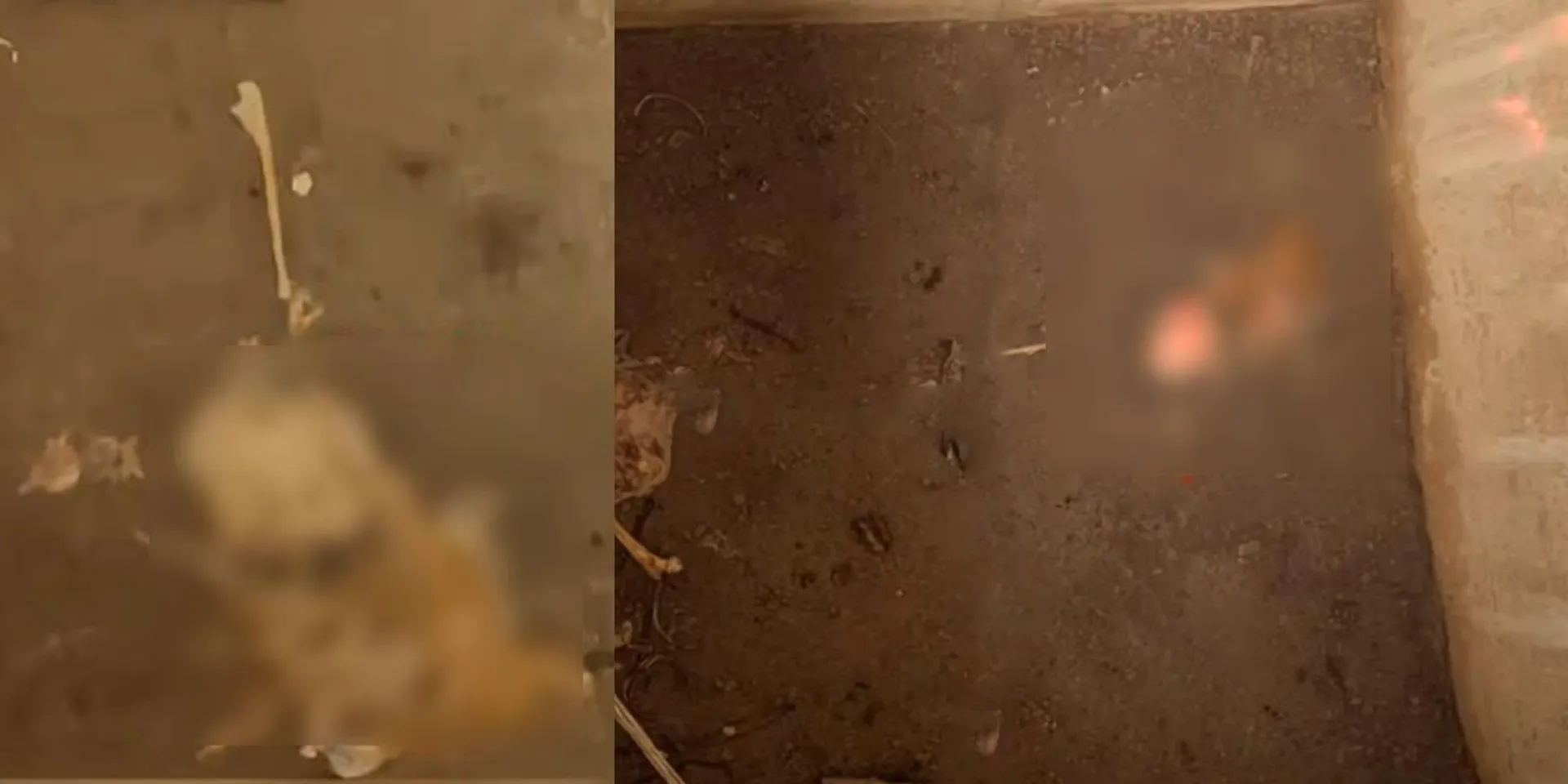 a skeleton in a cesspool; A sensational incident unfolded by the boys who went to pick up the cricket ball