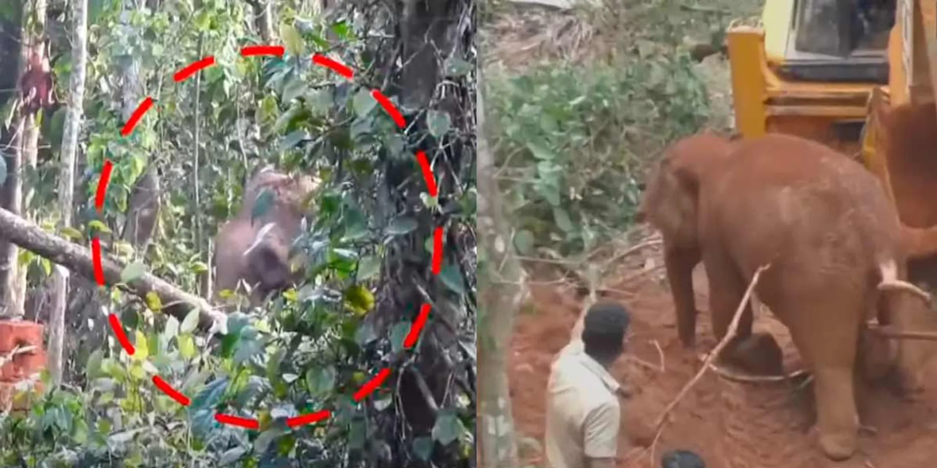  'I have come mother...'- Rescue the cub after 10 hours