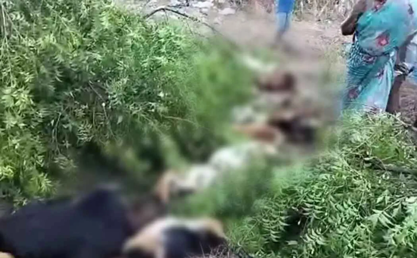 30 goats lost life by electric shock in Ranipet