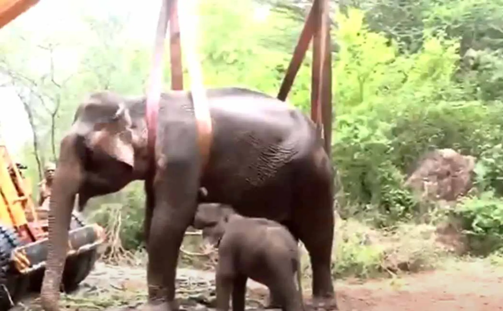 Continuous treatment; A baby elephant who fights for affection