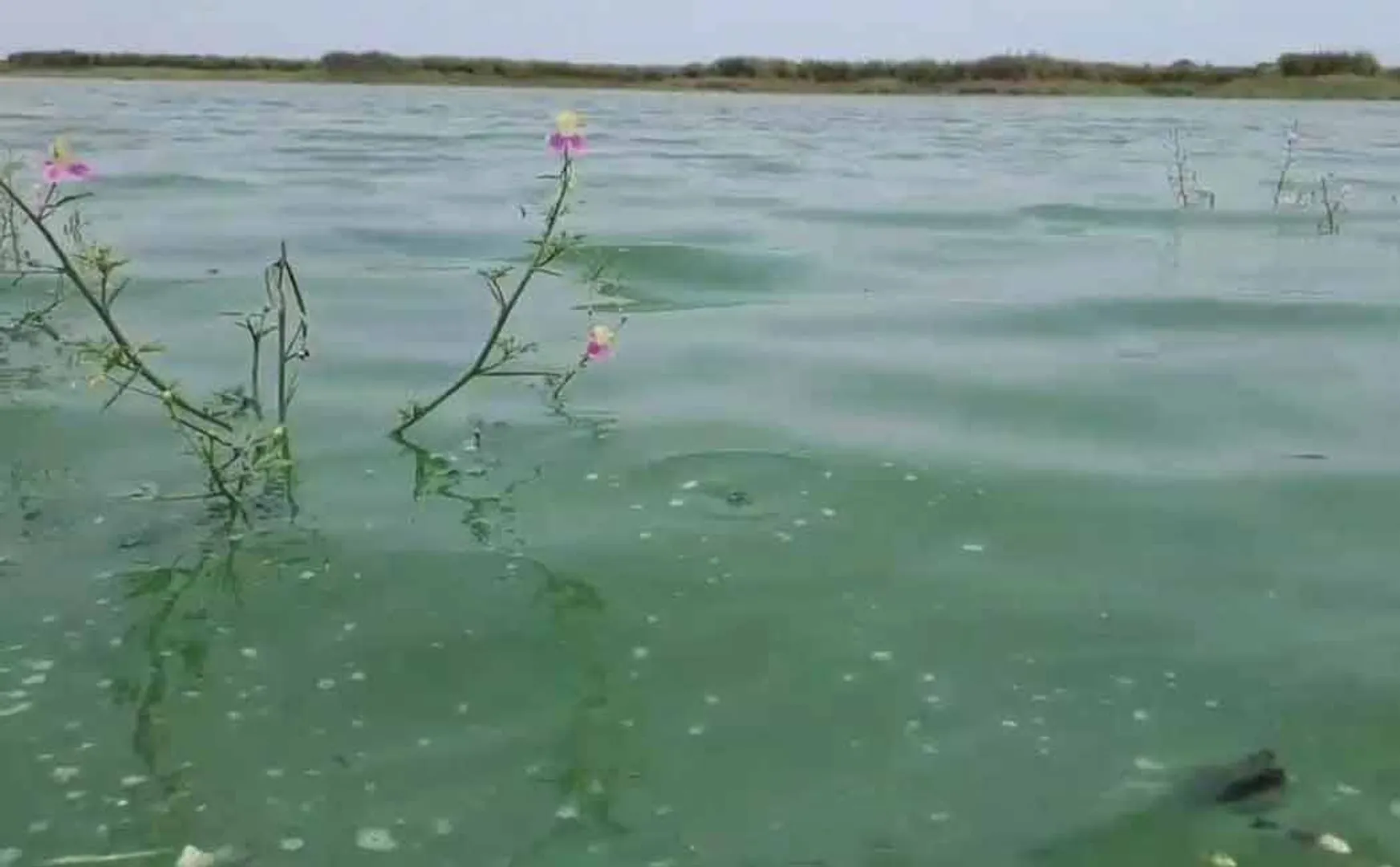 official informed that there is no chemical compound in Veeranam lake water