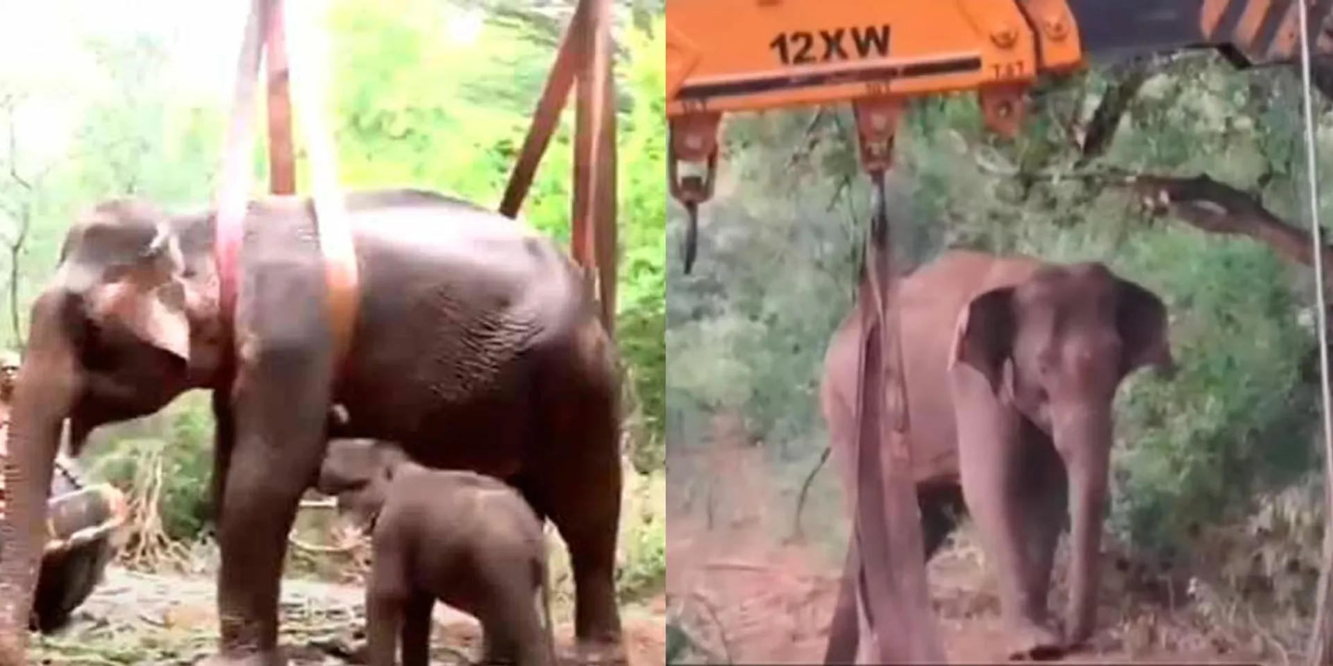Four-day continuous treatment; mother elephant returned to the forest