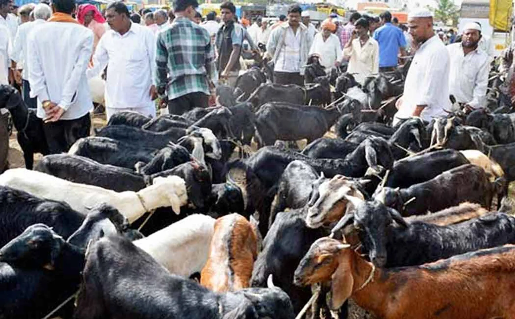 Goat market trade was good on the occasion of Bakrid festival 