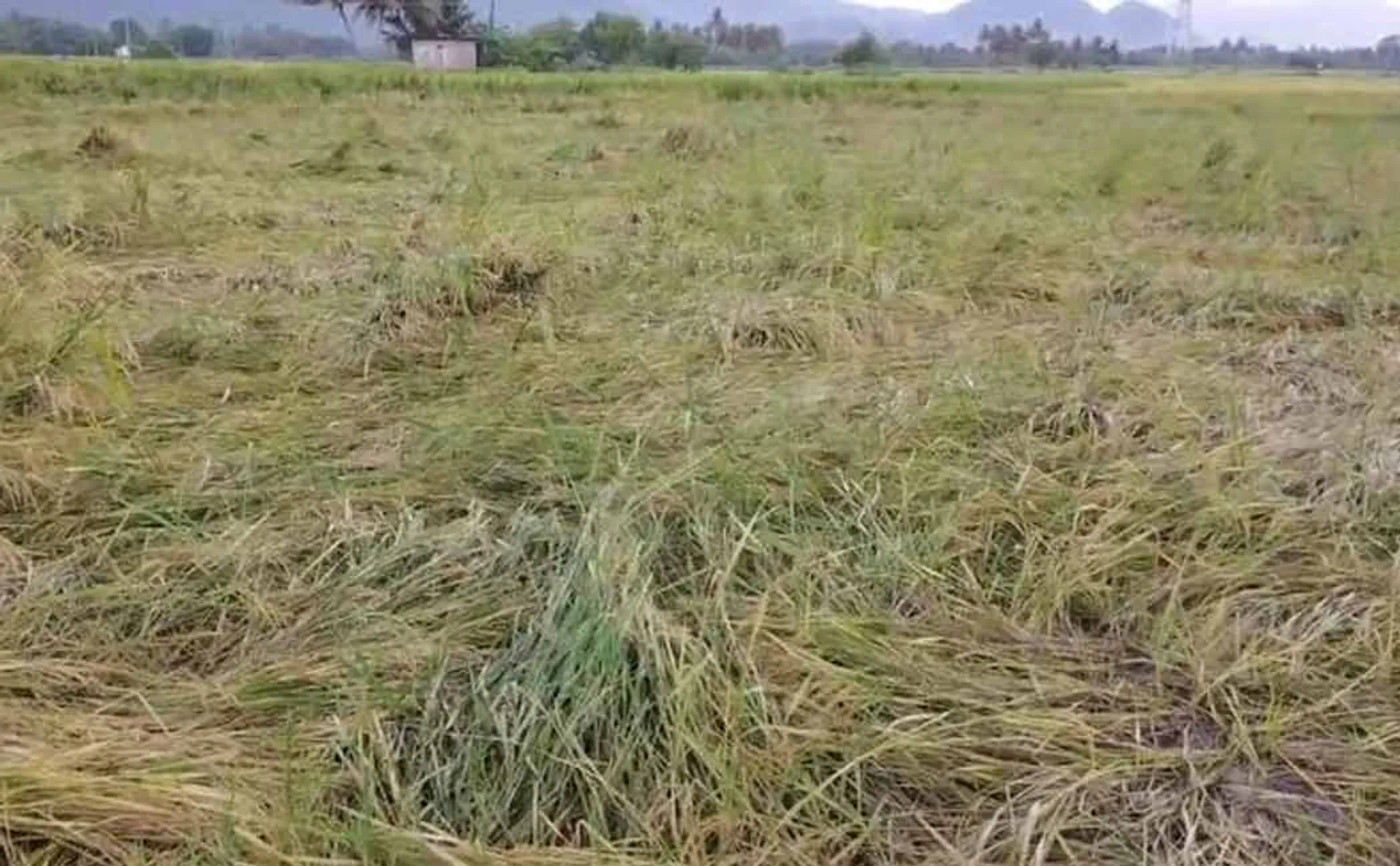 200 acres of paddy crop damage due to rain water inundation