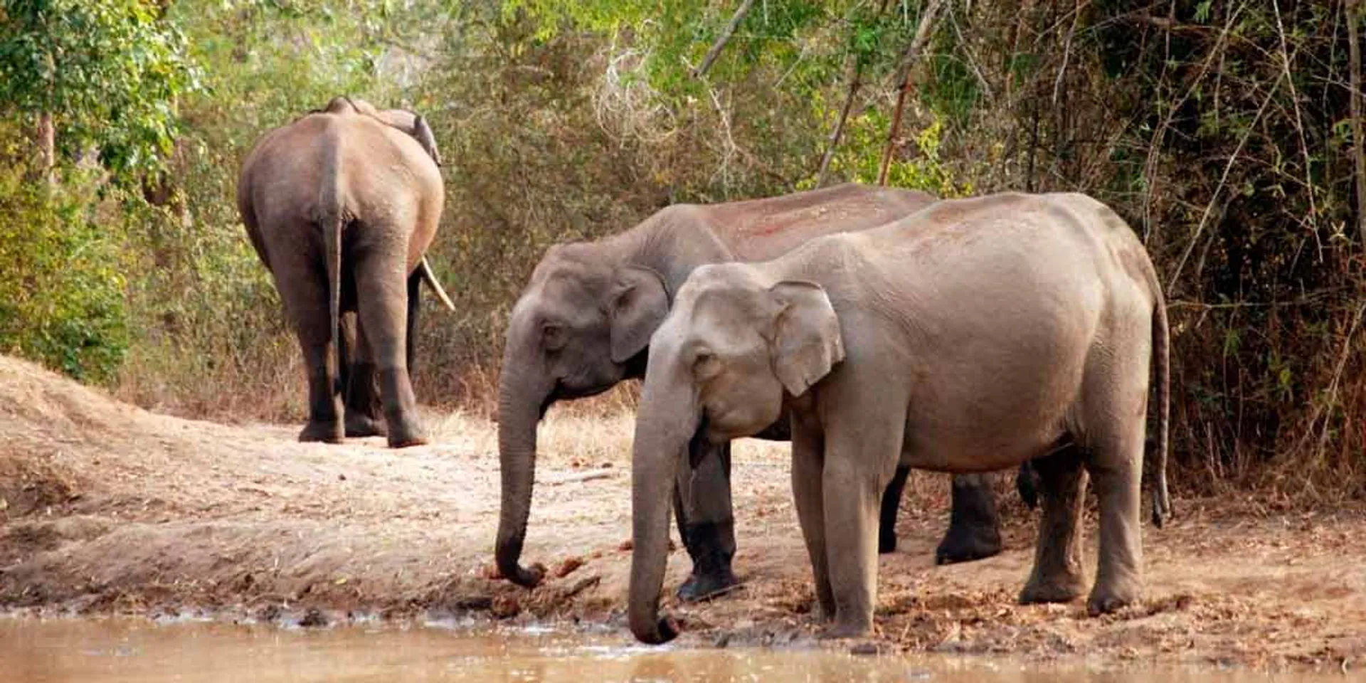Incidents of elephant deaths; Court warns Tamil Nadu power department