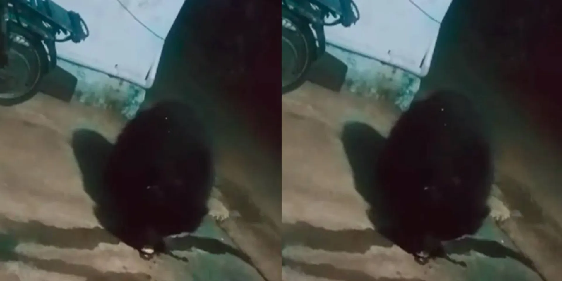 Assaulting Bear; Town people in fear
