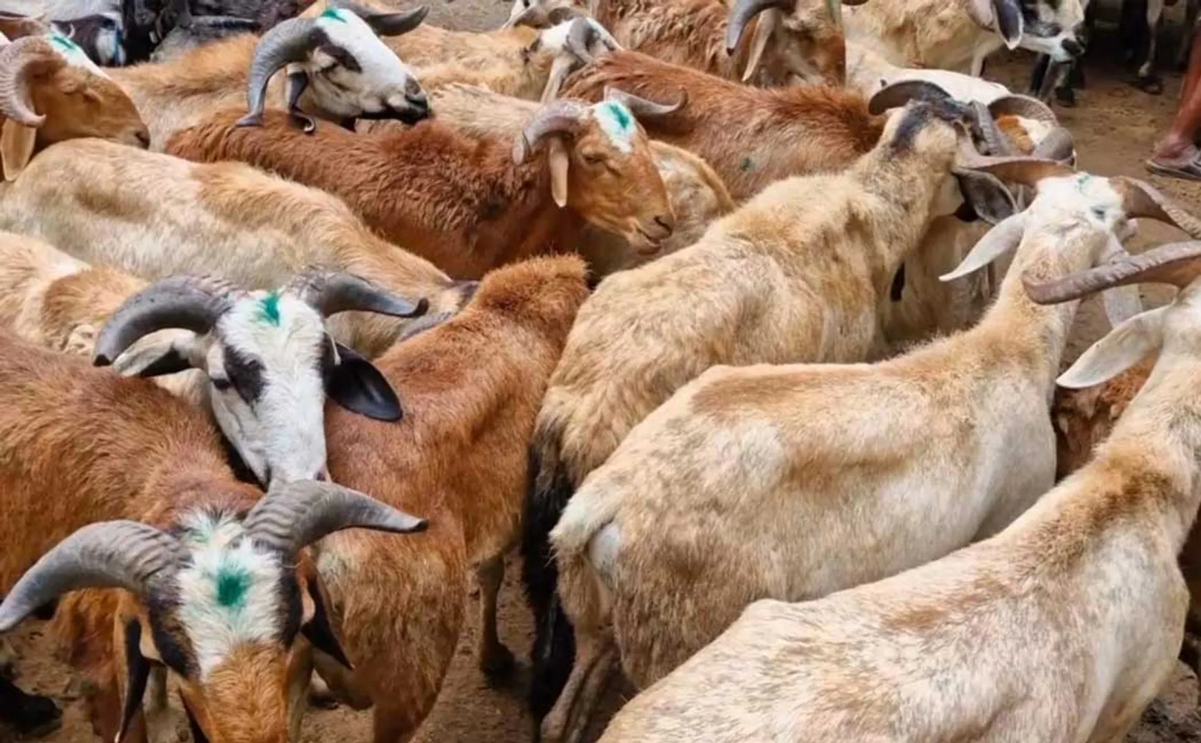 More than rs.5 crore goats sold in the weekly market in three hours
