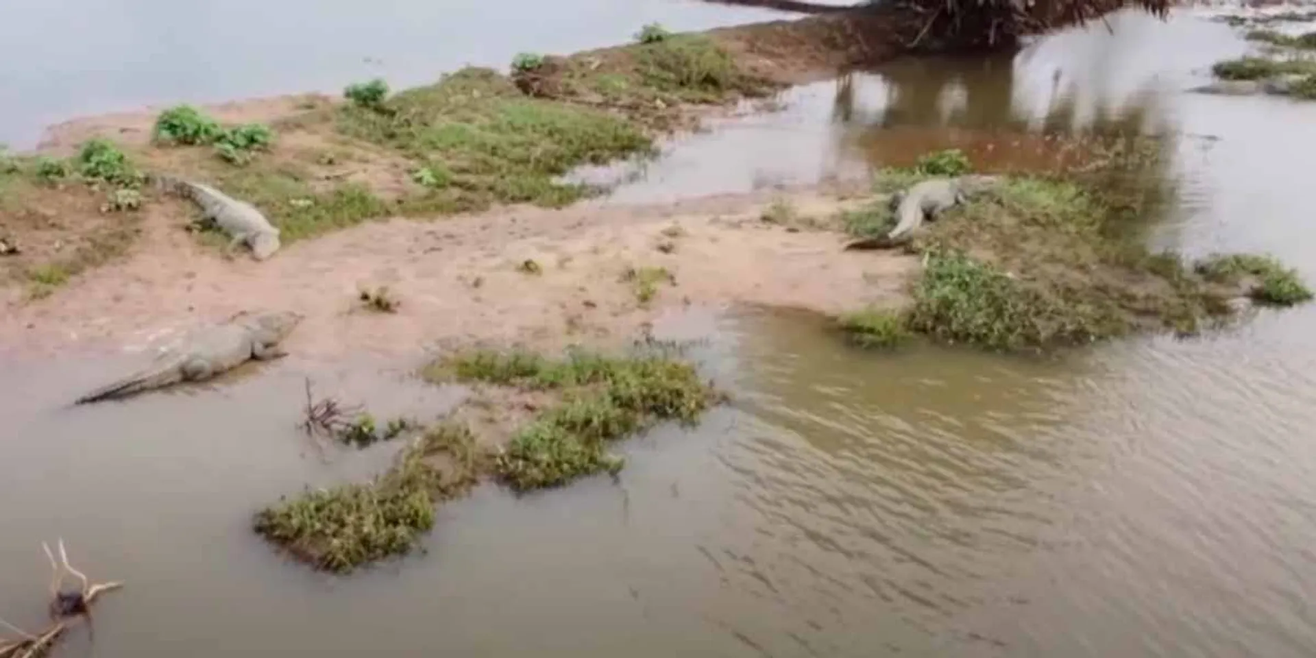 Crocodiles everywhere; A viral video