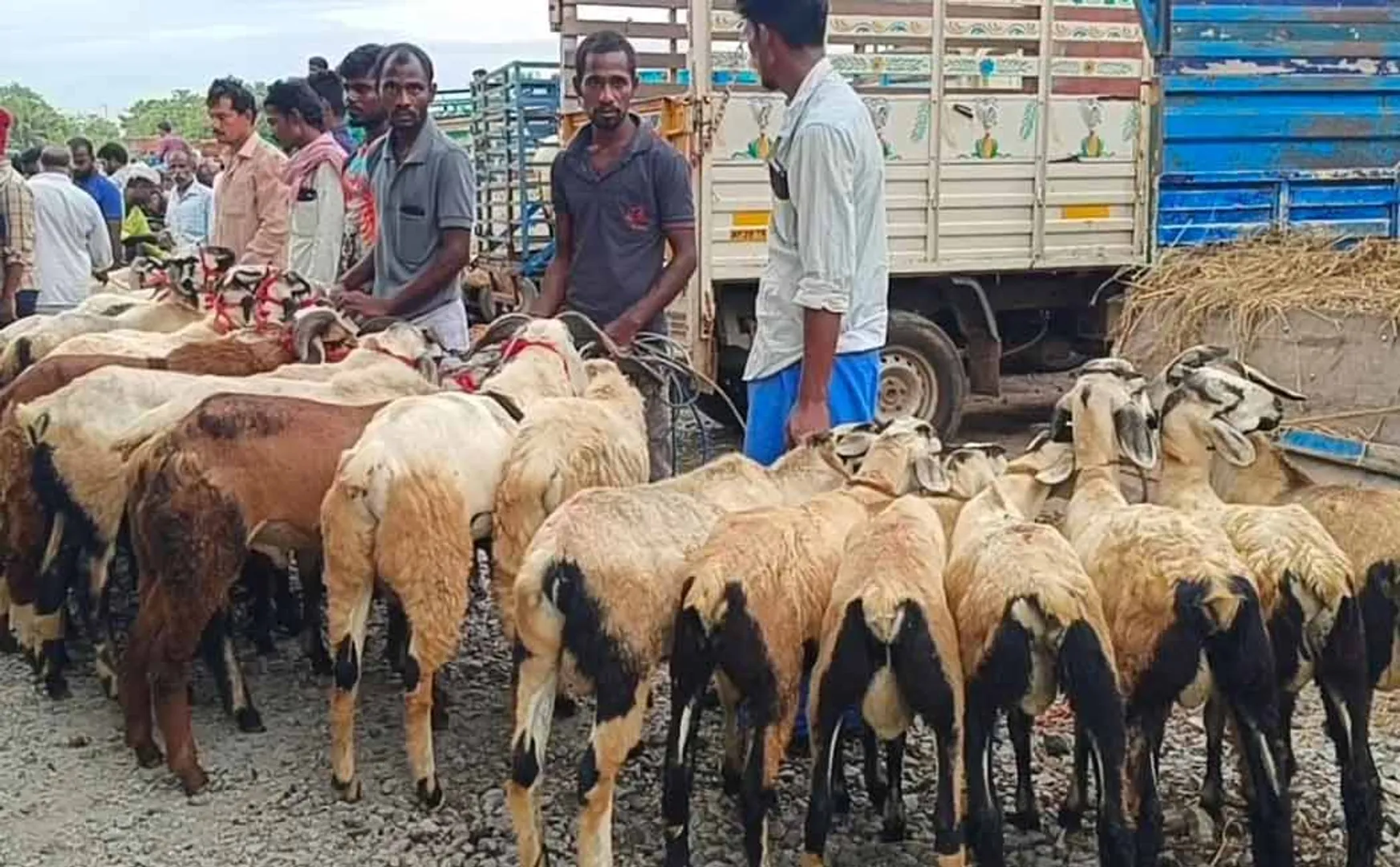 Goats are sold to tune of Rs. 4 crore in weekly market on occasion of Bakrid festival