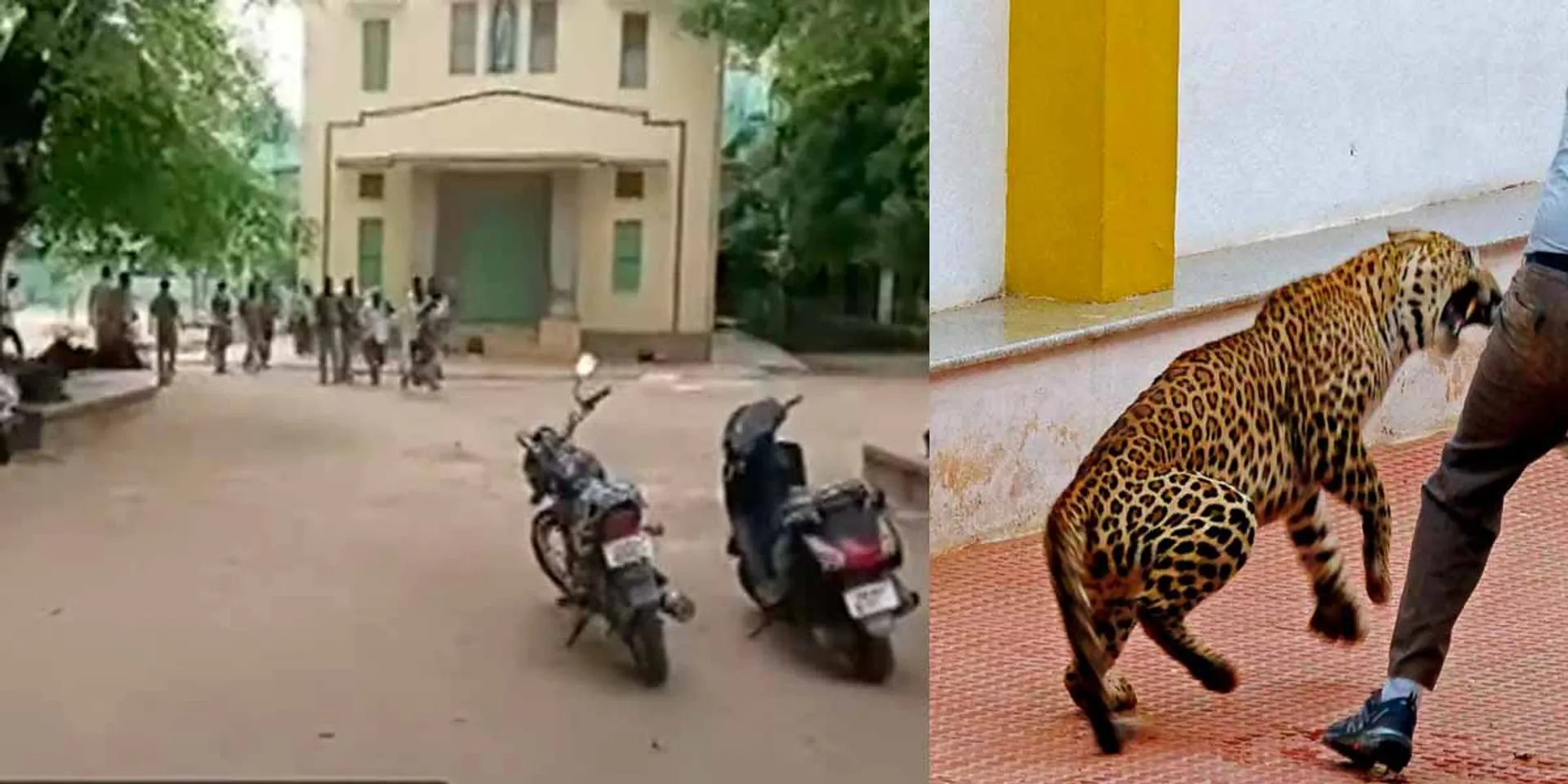 A leopard entered the school; Old man injured; There is excitement in Tiruppathur