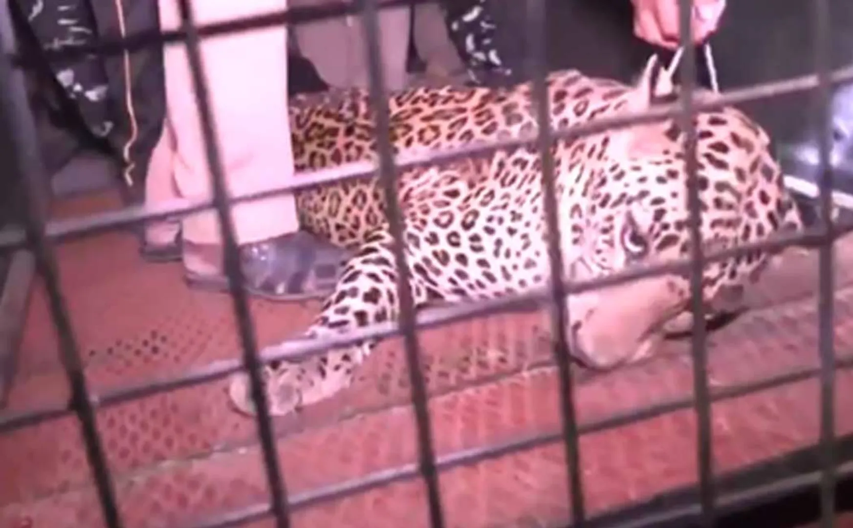 The leopard was caught in thiruppattur