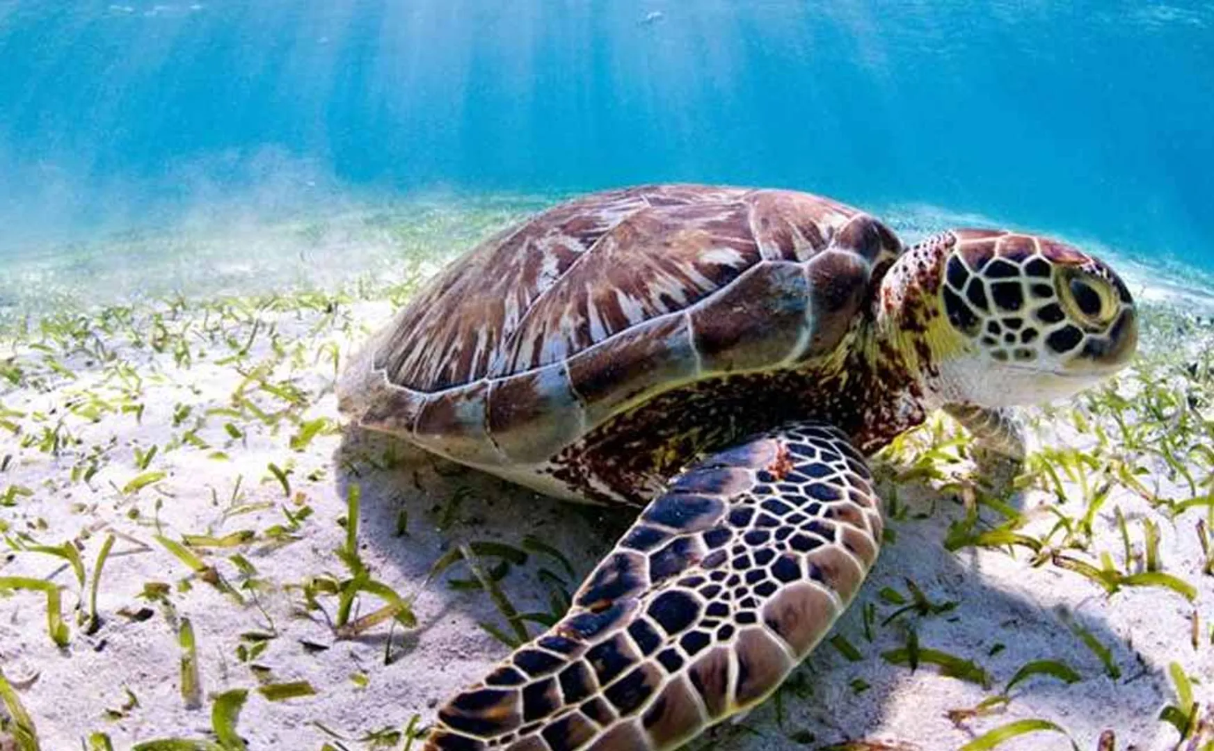 The number of turtles has increased a forest dept achievement