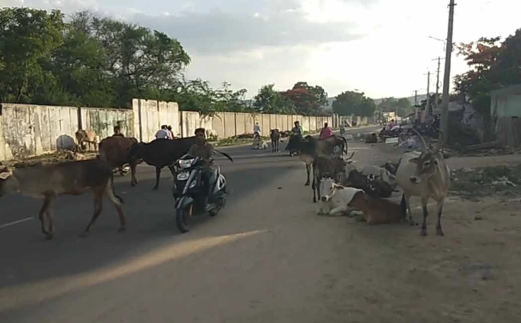 Drivers are at risk of getting into an accident due to cattle lying on  road