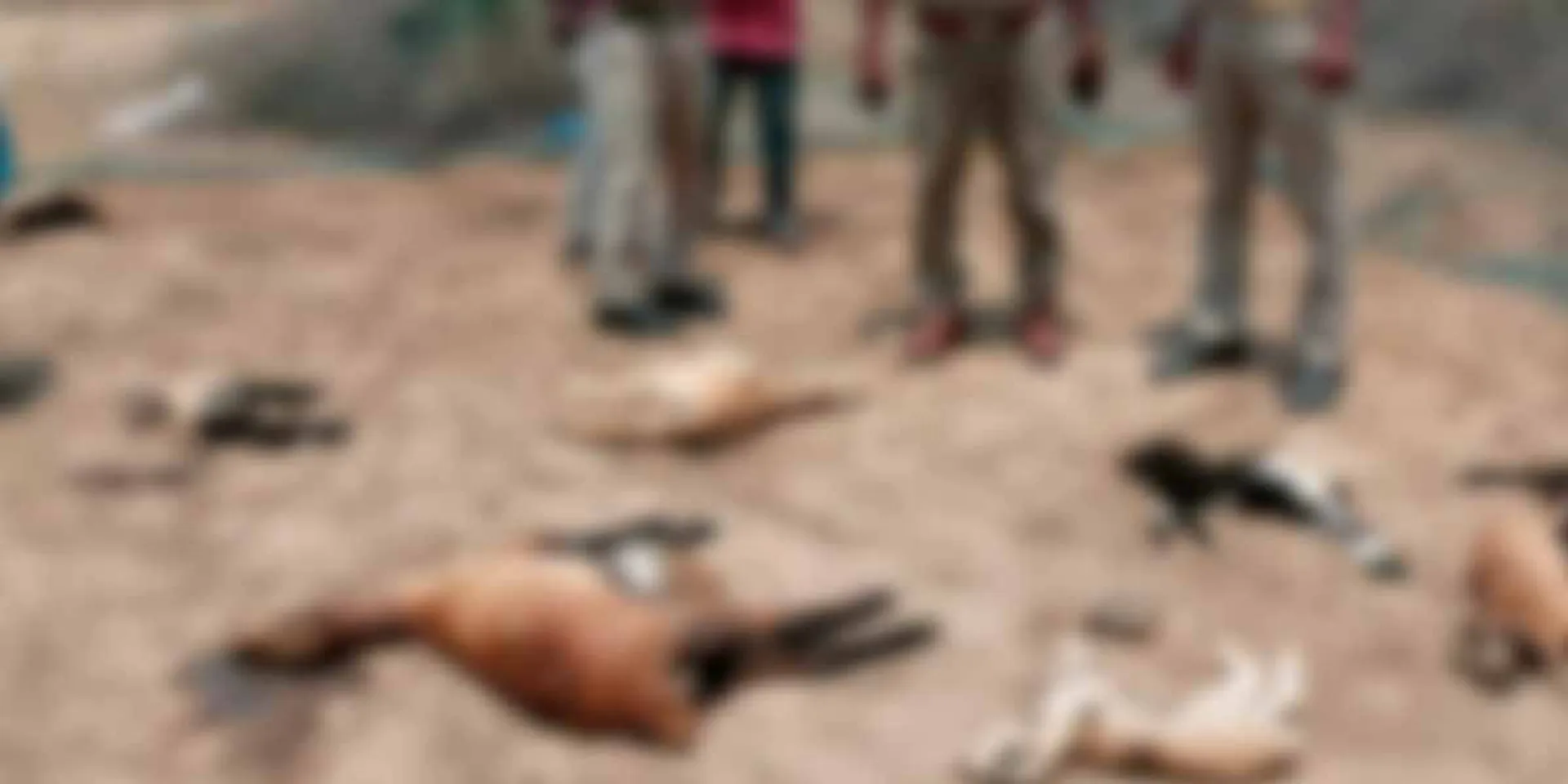 Goats attacked by mysterious animal bites; Forest department investigation