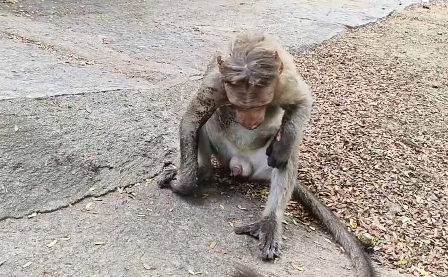 watchman was humanity saved the monkey who was fighting for his life