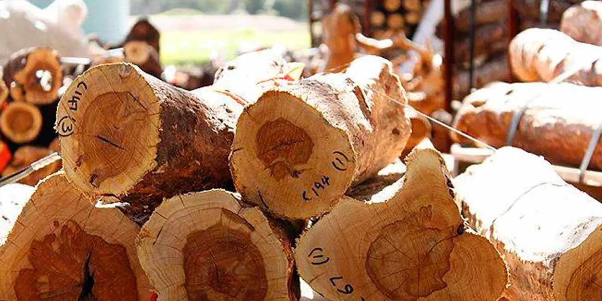 Sandalwood hoarding at home; The old man was arrested