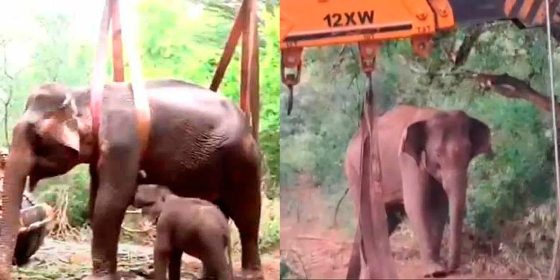 Baby elephant dies after being separated from its mother