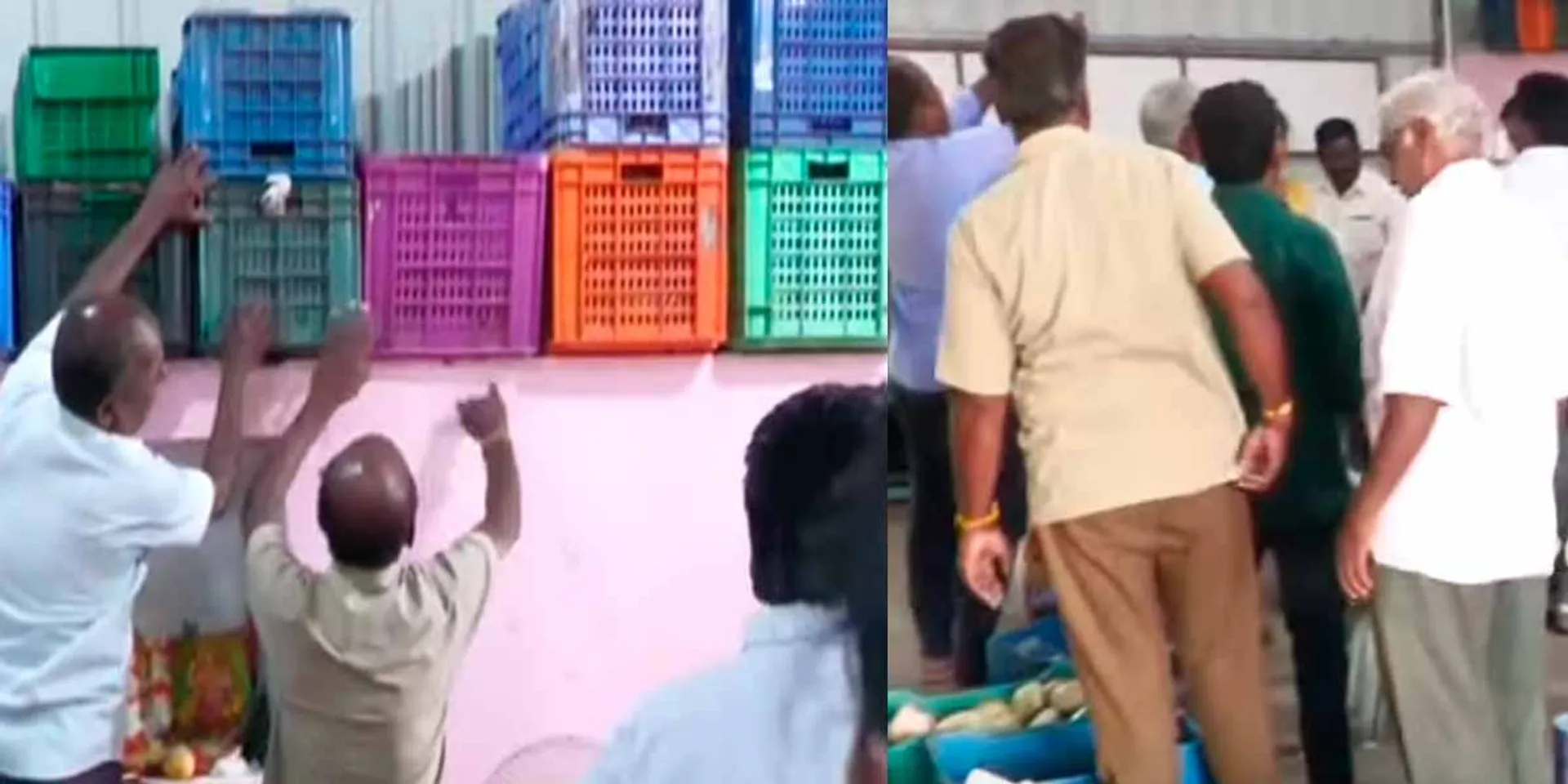  Chemical mangoes?-Officials raid