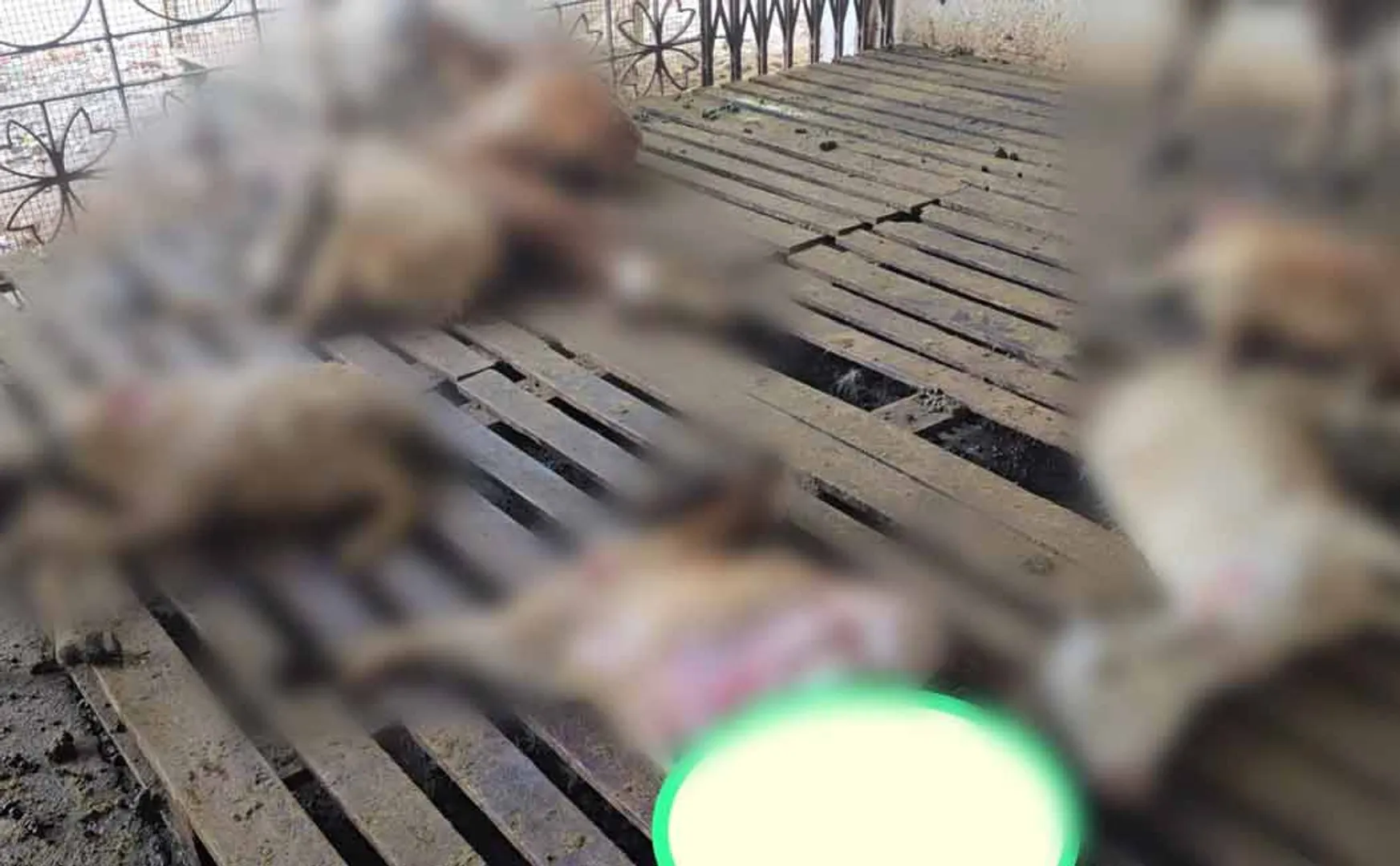  animal that entered the agricultural land and killed 8 goats