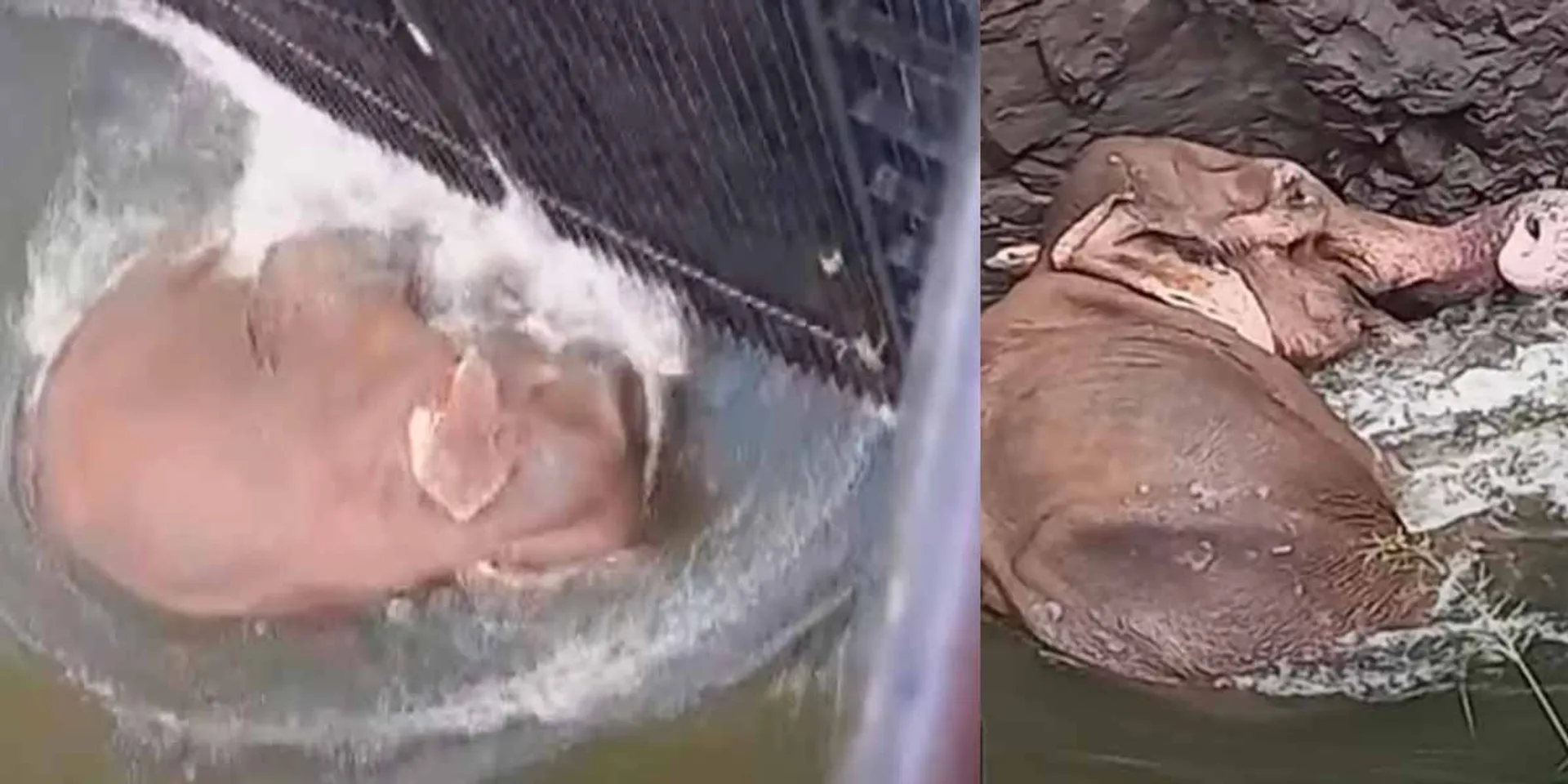 A wild elephant trapped in the Thekkady Dam