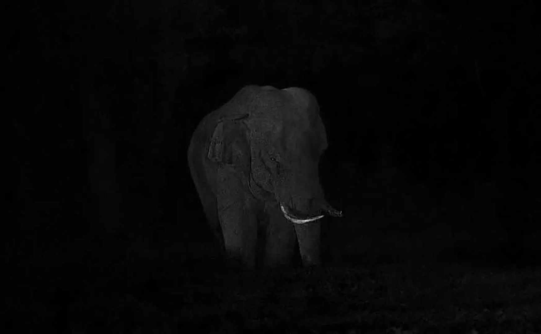 elephant trampled a laborer to passed away near Sathyamangalam 