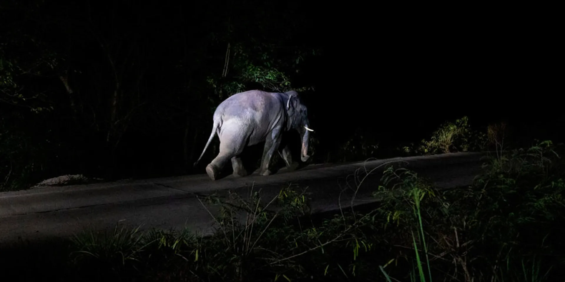 An elephant trampled a sleeping laborer to death at Sathyamangalam
