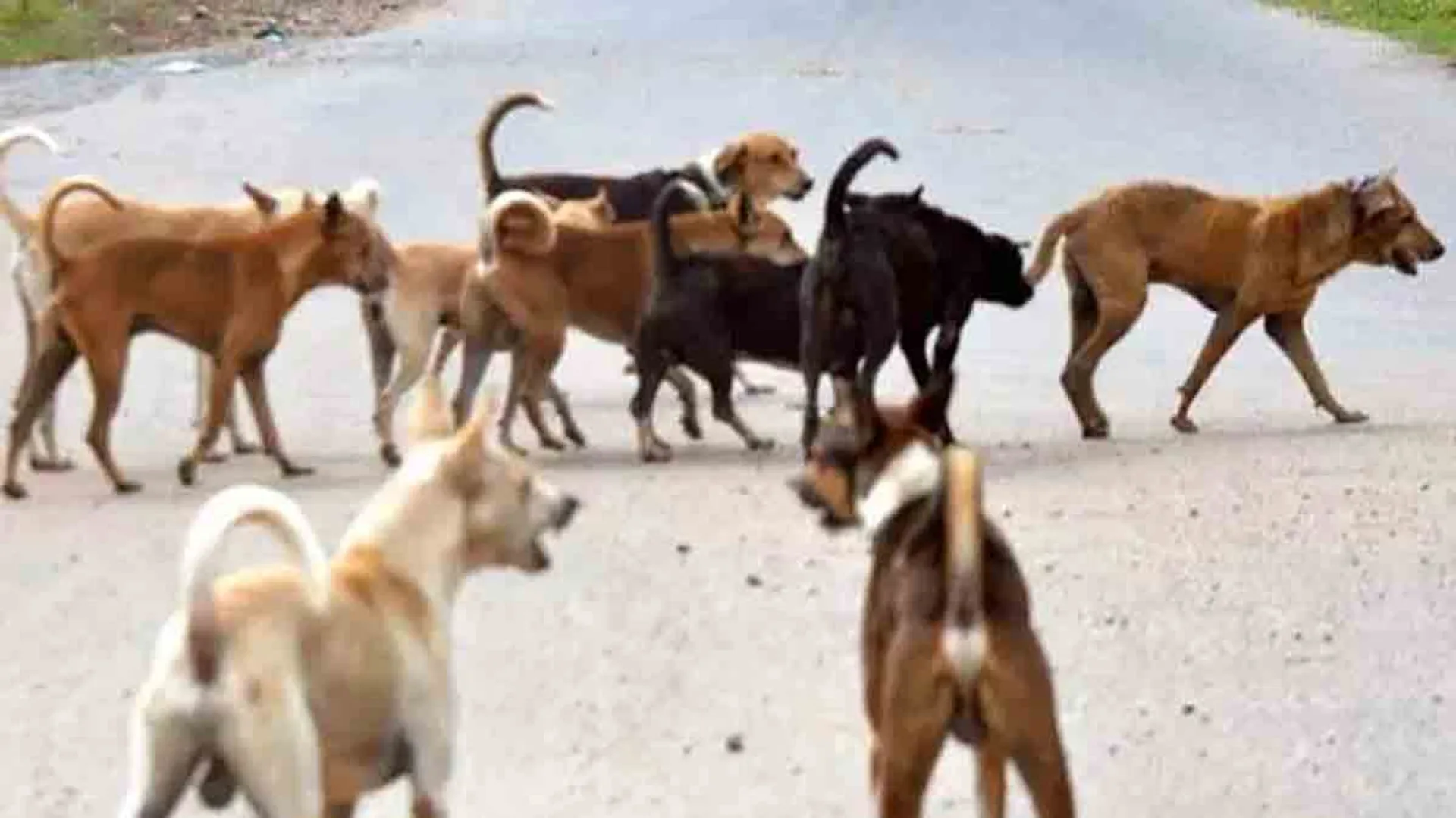 Stray dogs biting 6 sheep; The villagers are shocked