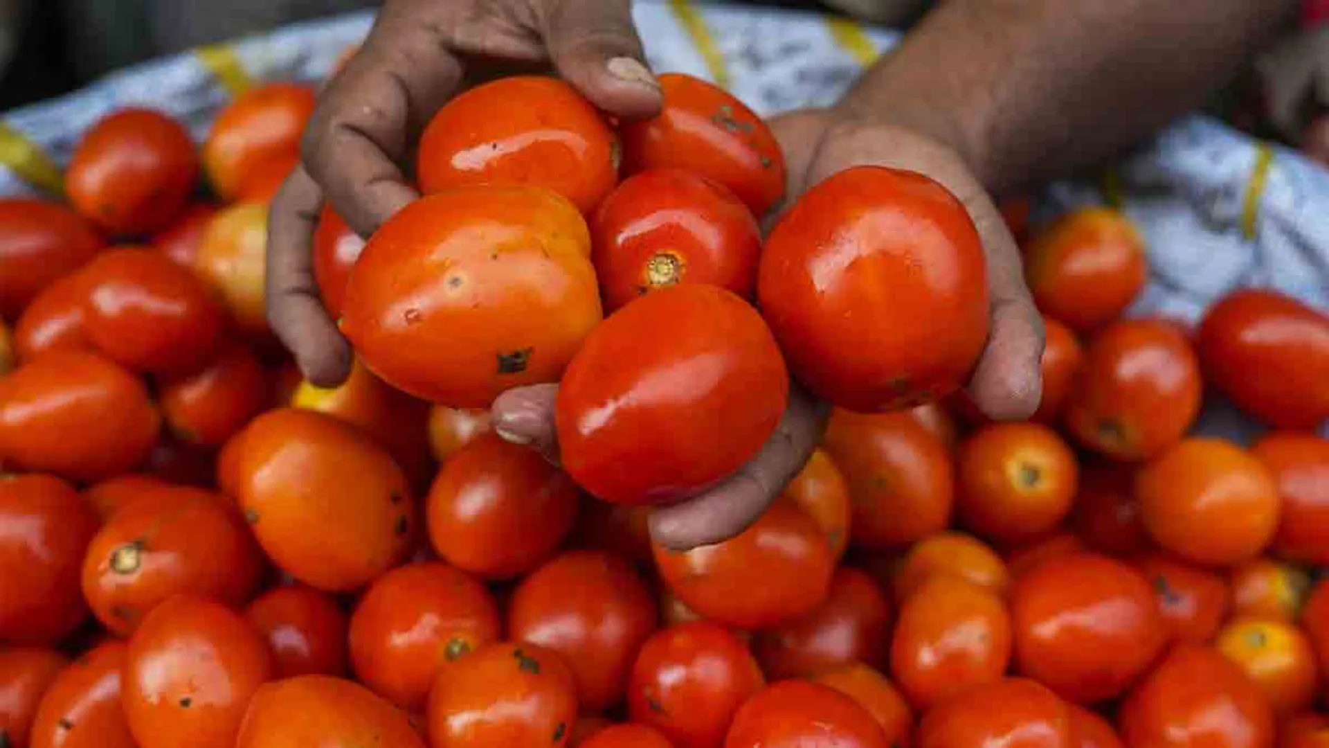 Rain echoes;  tomato price rise