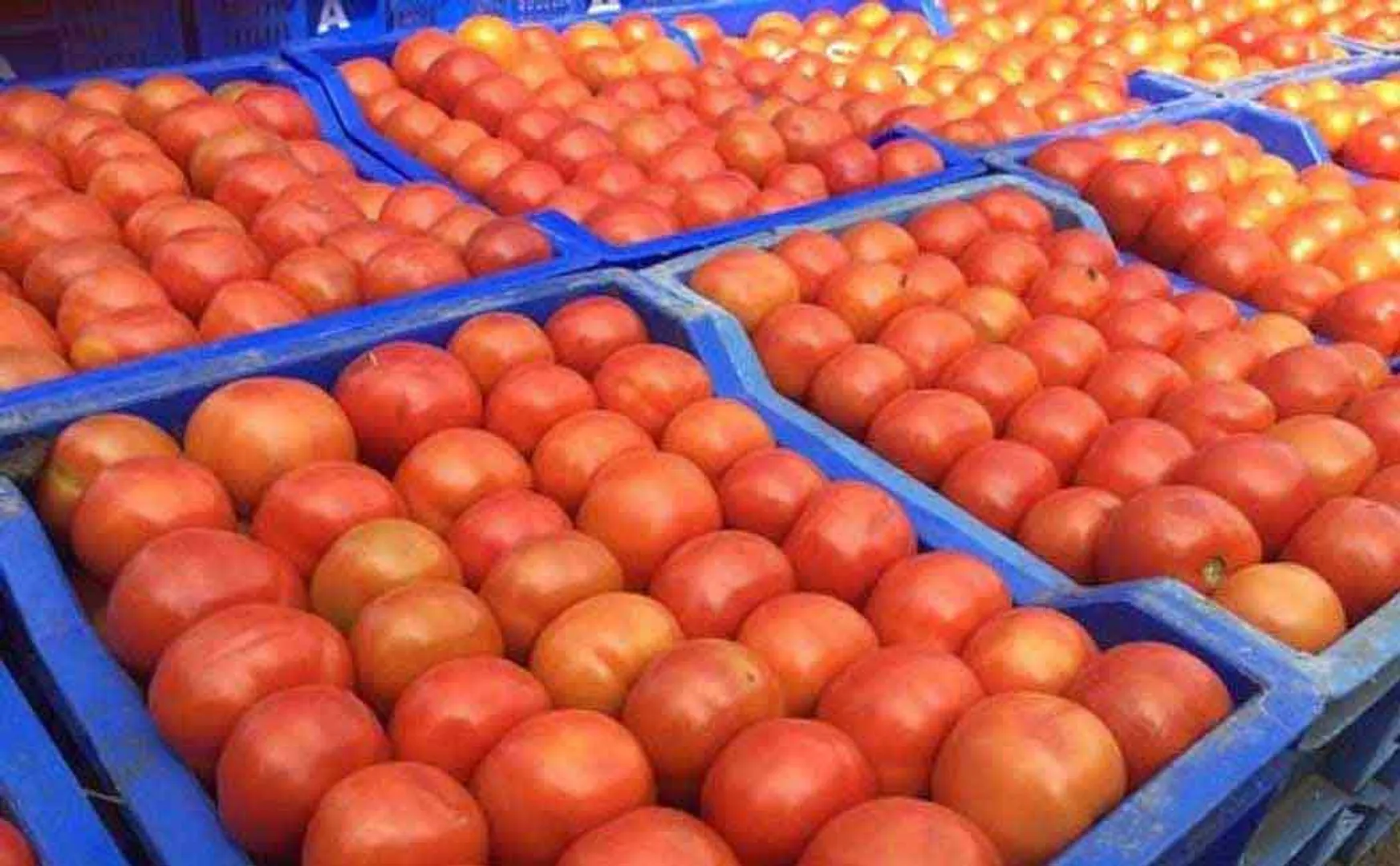 Tomato prices fall; Public relief
