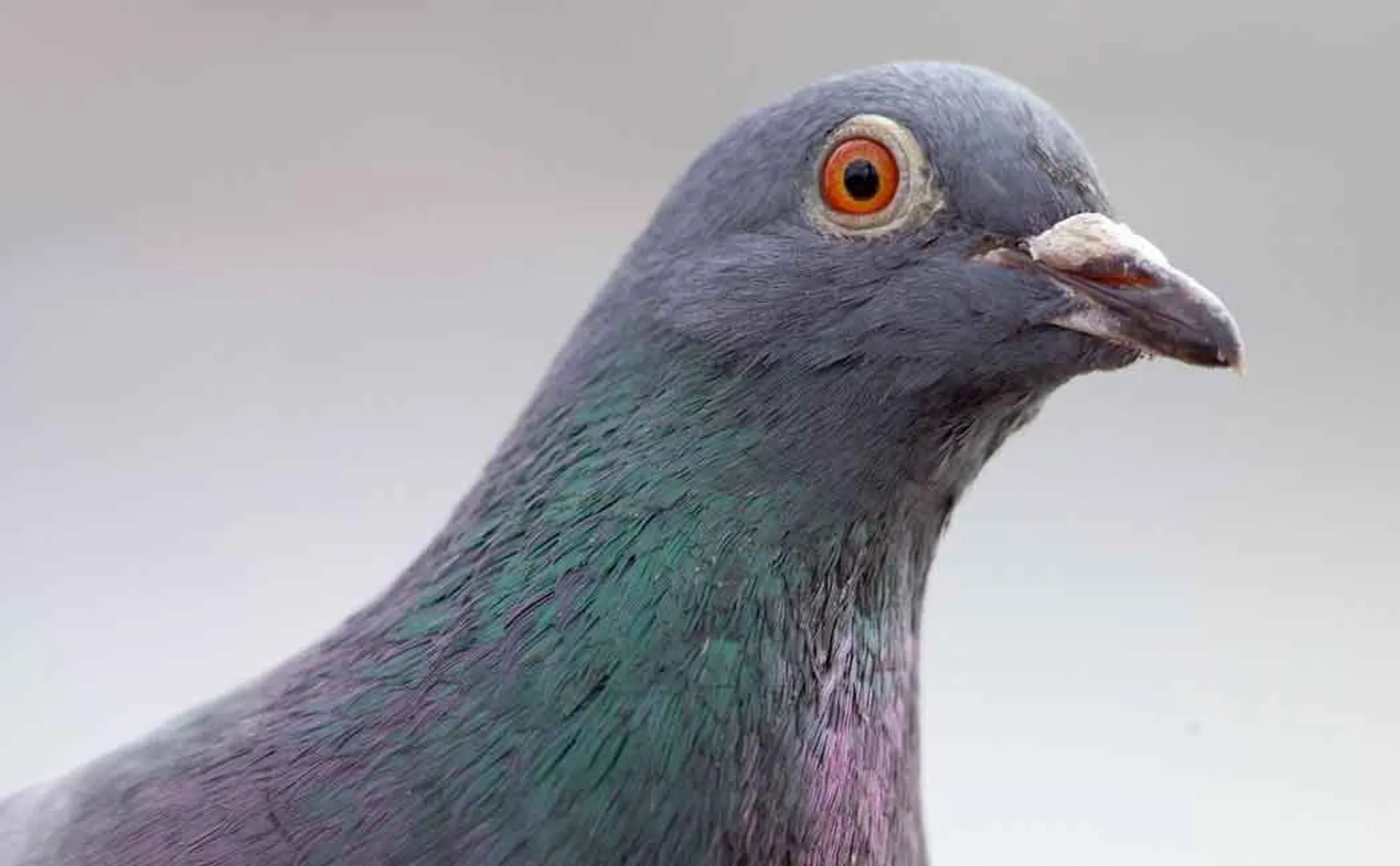 children went down into the well to catch the pigeon